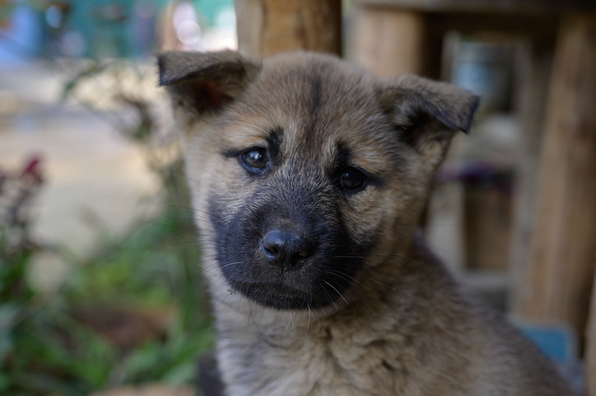 The dogs at our morning coffee stop.
These young puppies were always up for pats and play.