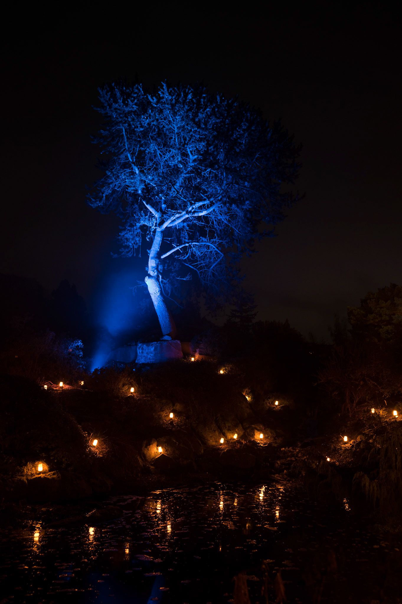 Edinburgh Botanical Gardens Lights