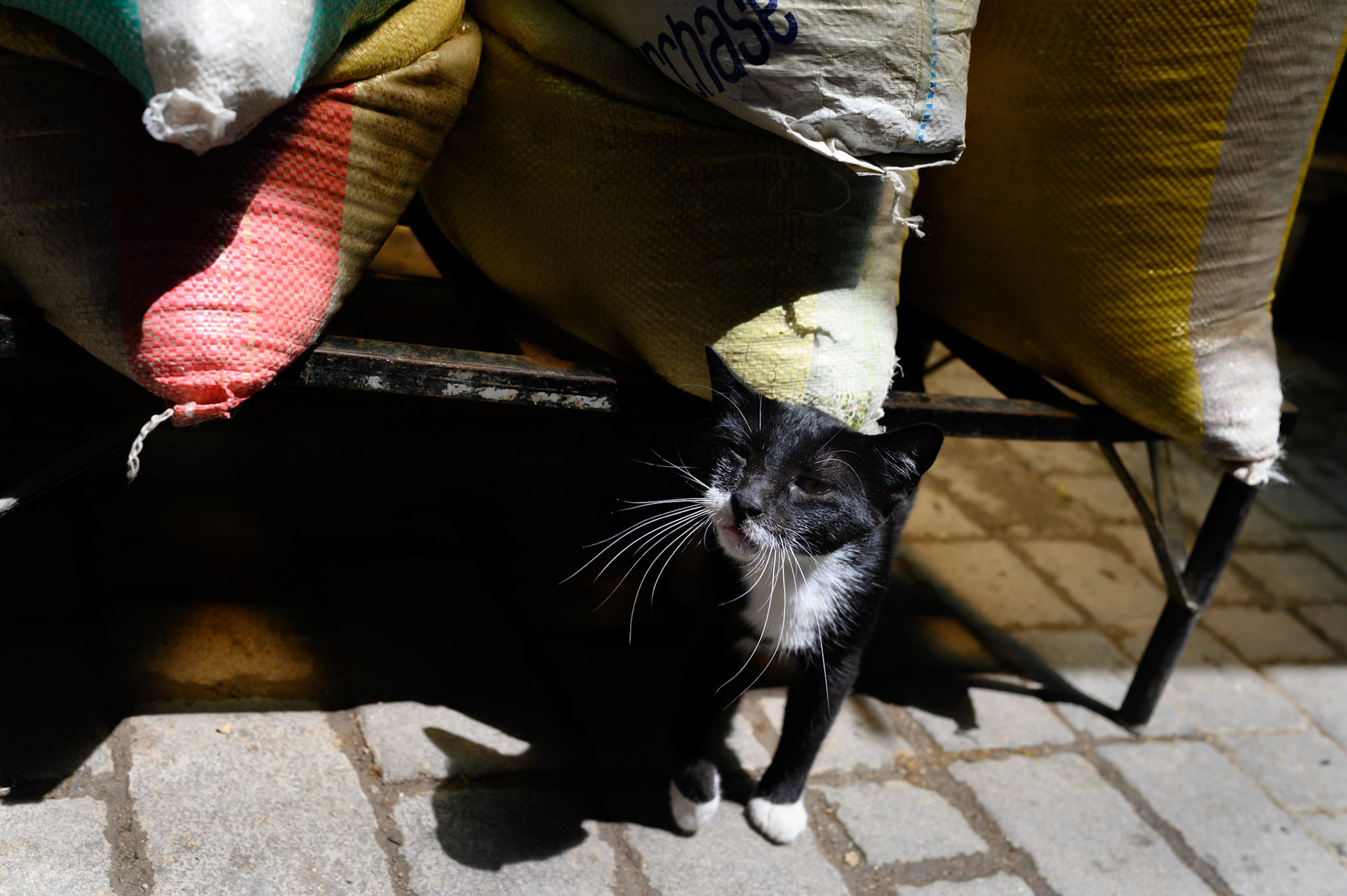 Smooching around more hopeful for pats rather than photos.