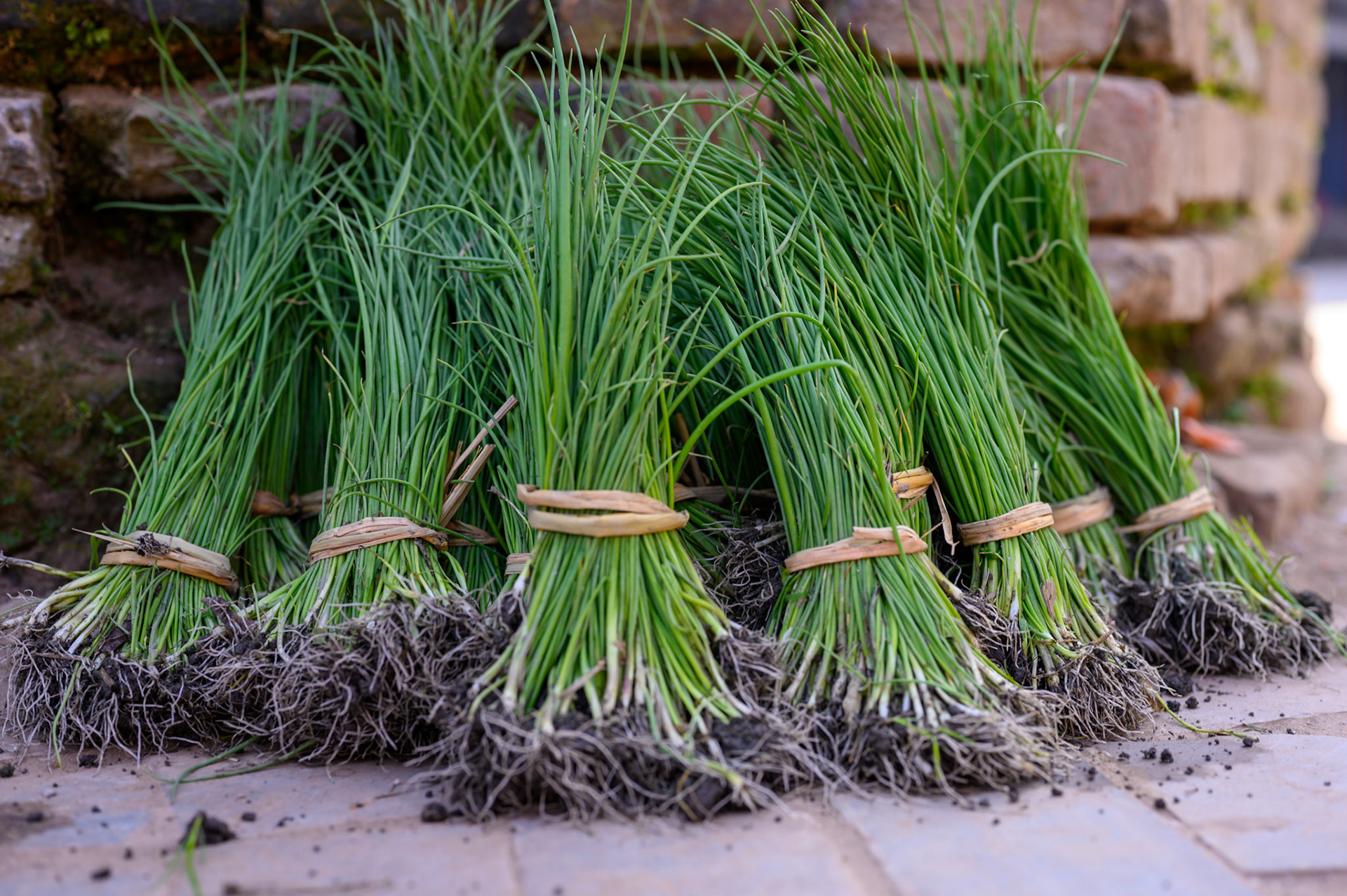 Chives in Bhaktapur market