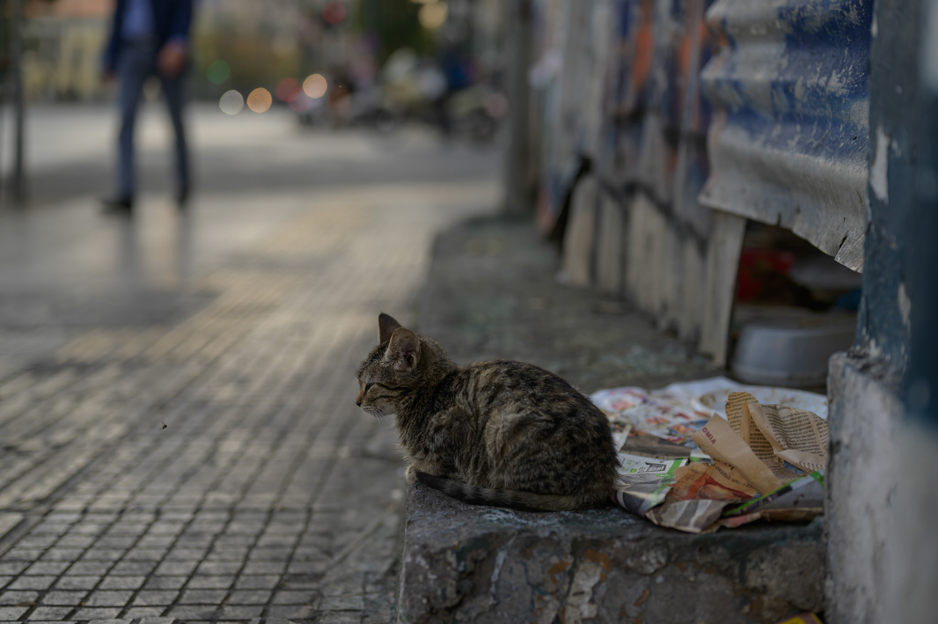 Kitten outside abandoned theatre on Partision street.

The building was somethinf of a cat hotel, but was demolished two weeks later