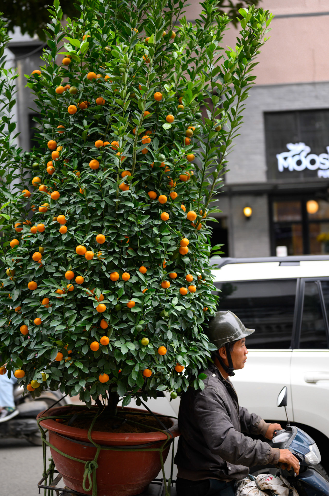 The day before Tet (Vietnamese new year) starts, the streets are a constant procession of trees - all sizes - tied to motocycles.