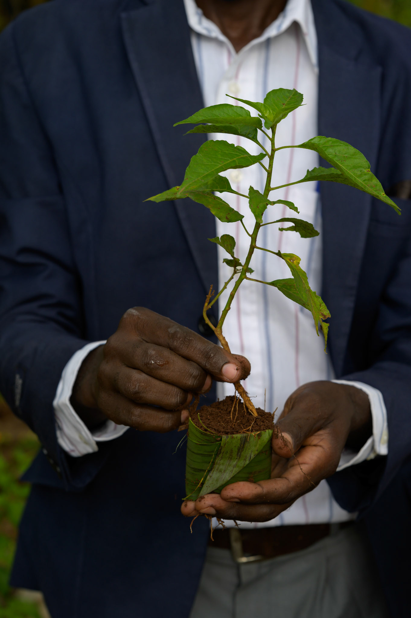 A member of the Ejo Heza collective with an African Birdseye chilli seedling. The seedling's roots are wrapped in a strip of banana leaf and planted in with cow manure.