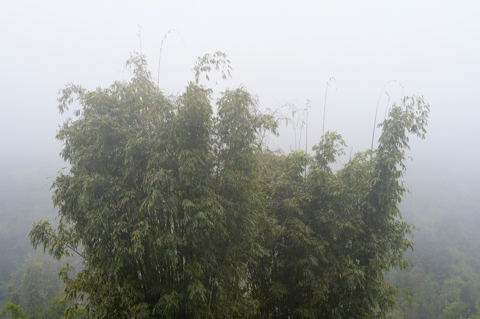 Beautiful bamboo forests