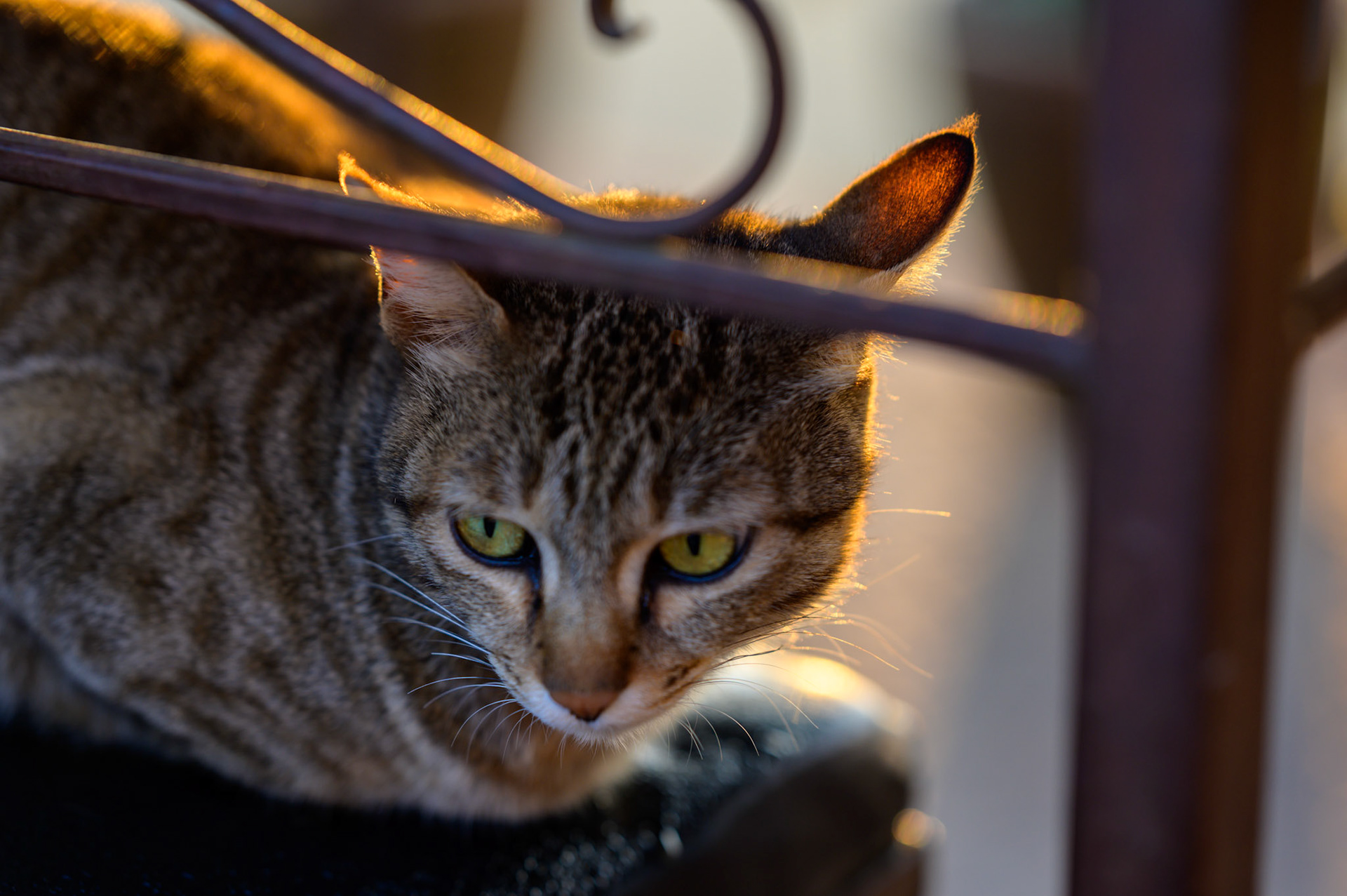 The resident cat at Everest Manlo appeared each morning for the sunrise and breakfast.