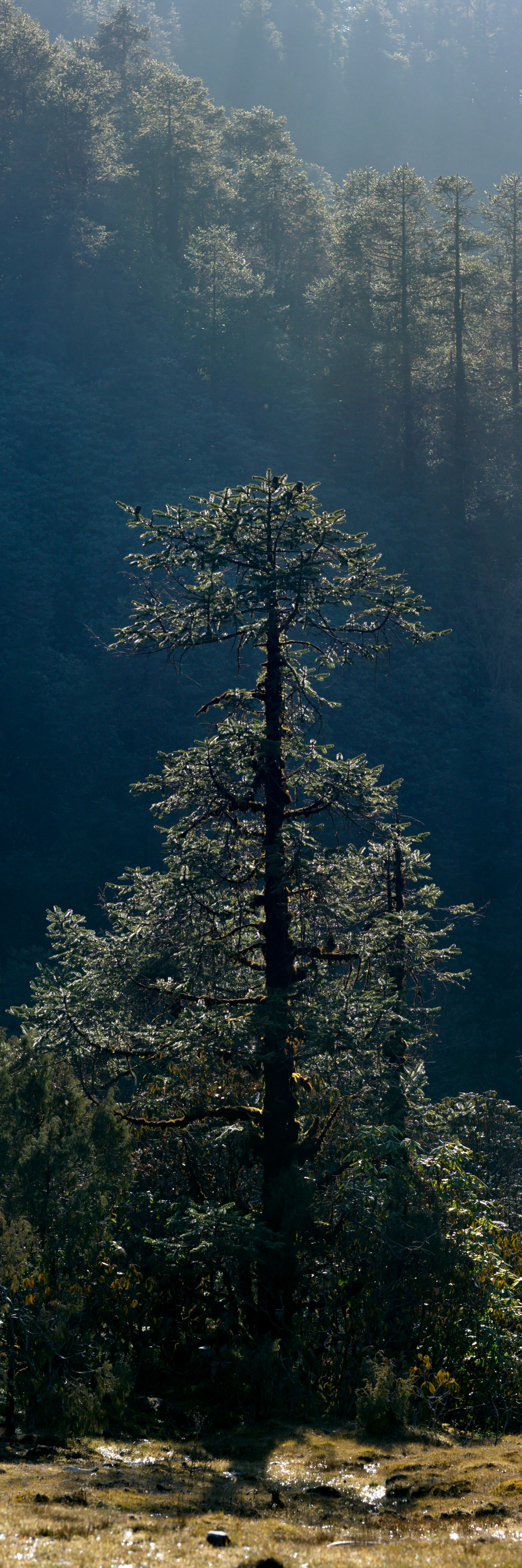A pine in the afternoon sun at Magingoth