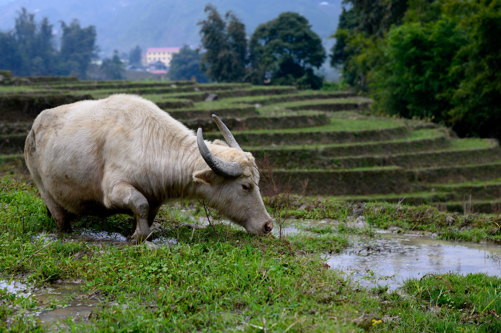 Buffalo are free to roam and graze the fallow paddies in Ta Van, going home at at night.