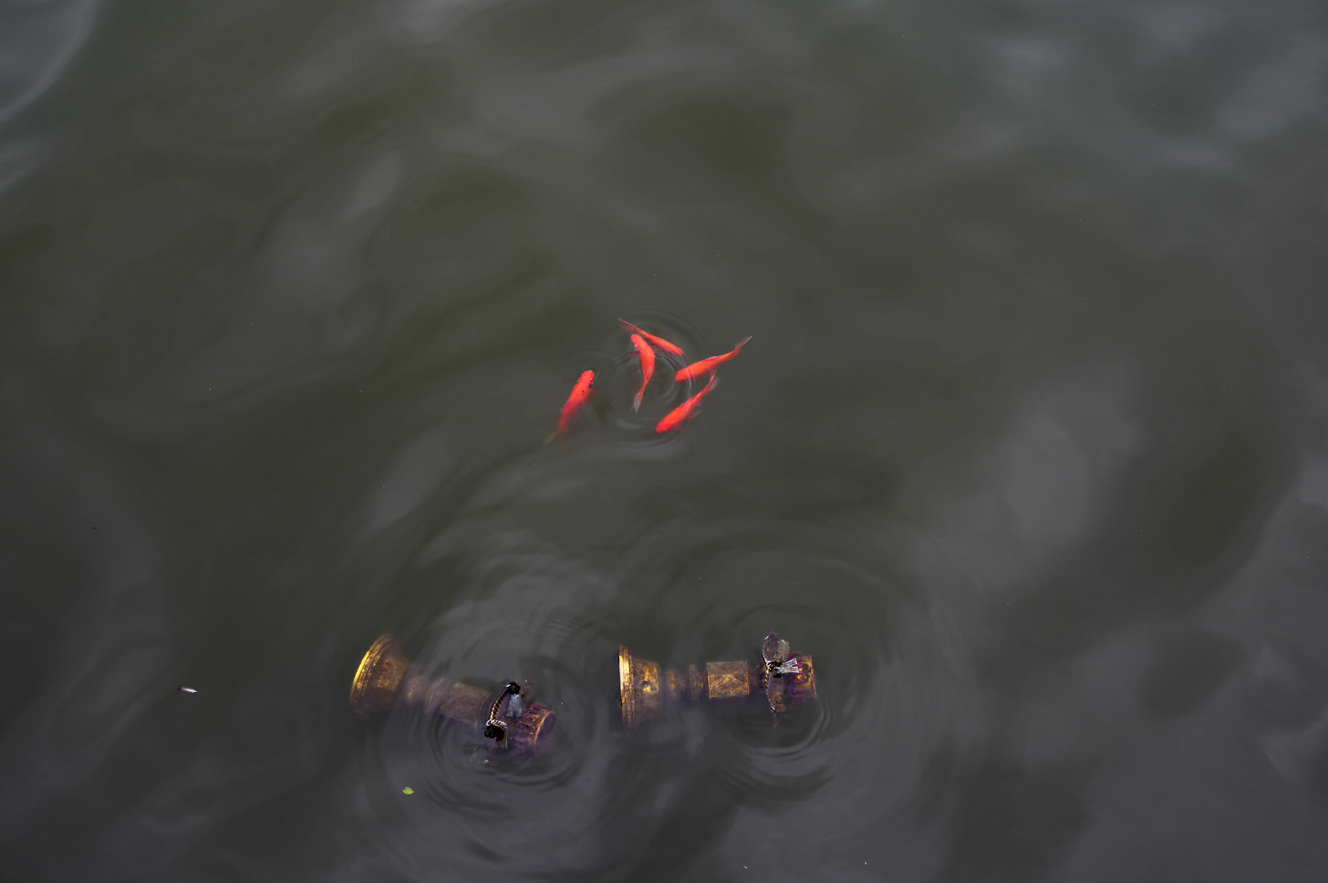 West Lake objects. The hosts of goldfish might be new acqaintances, being released into the lake just prior to Tet as a sacrifice to the kitchen god Ông Táo to carry him to the Jade Emporer where he gives a report on the family.