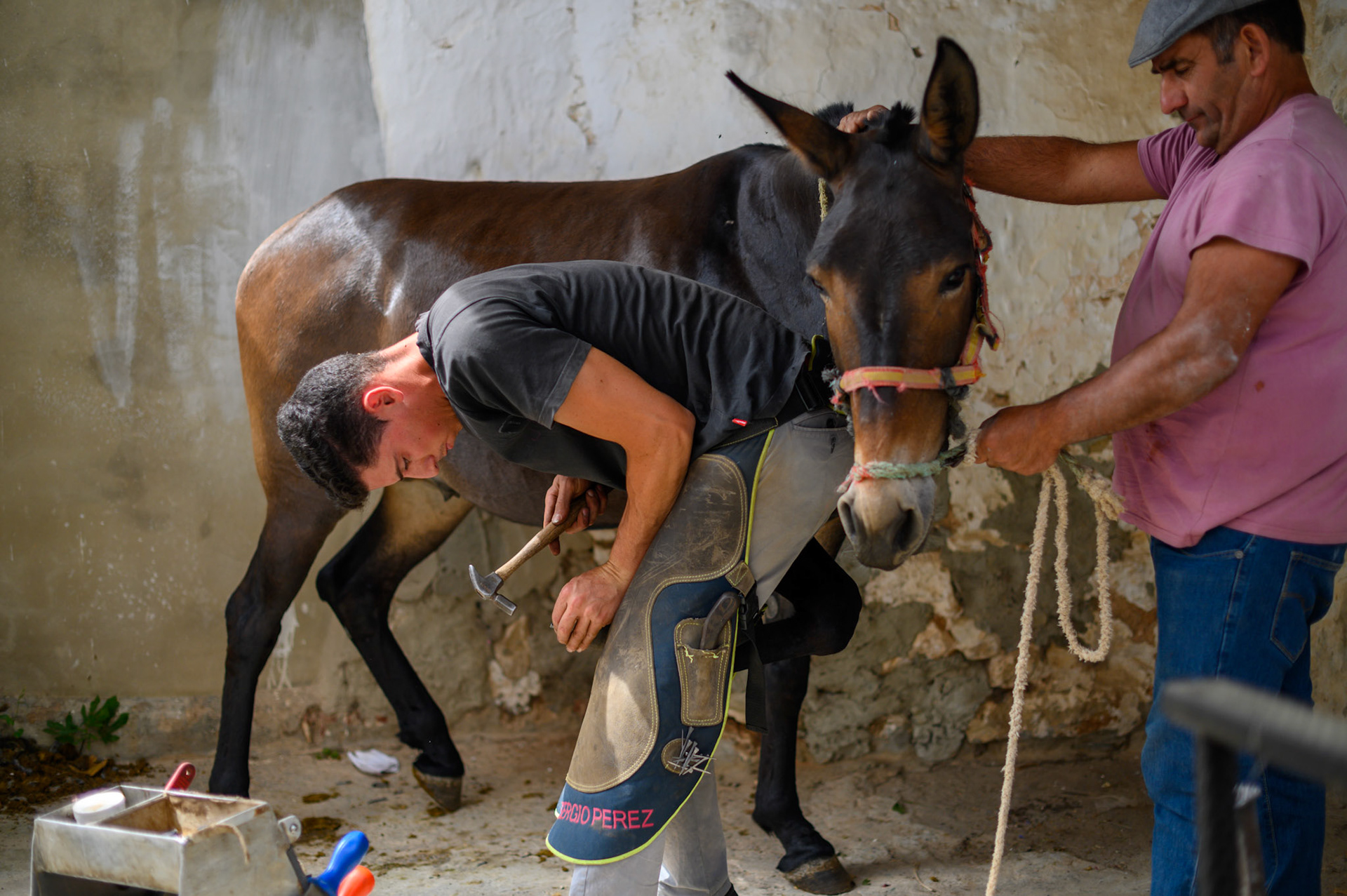 A farrier shoes mules in the Gaucín streets