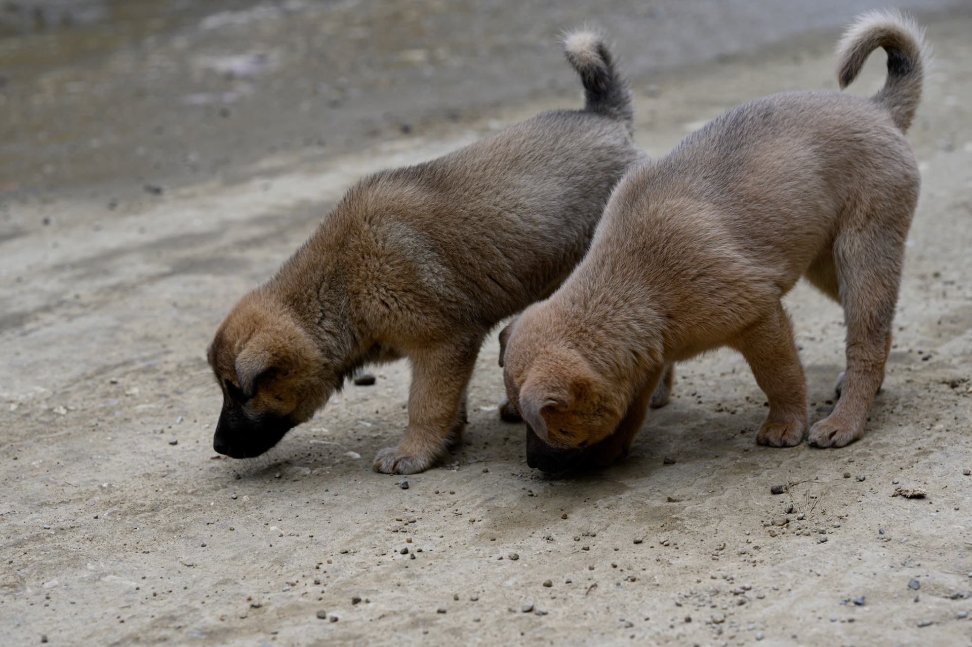 The dogs at our morning coffee stop.
These young puppies were always up for pats and play.