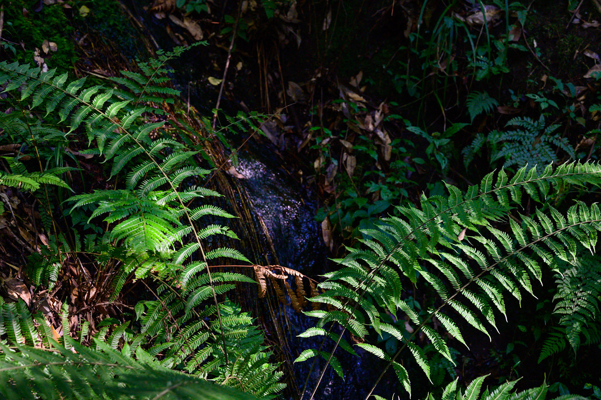 Walks in the Nagarkot forests