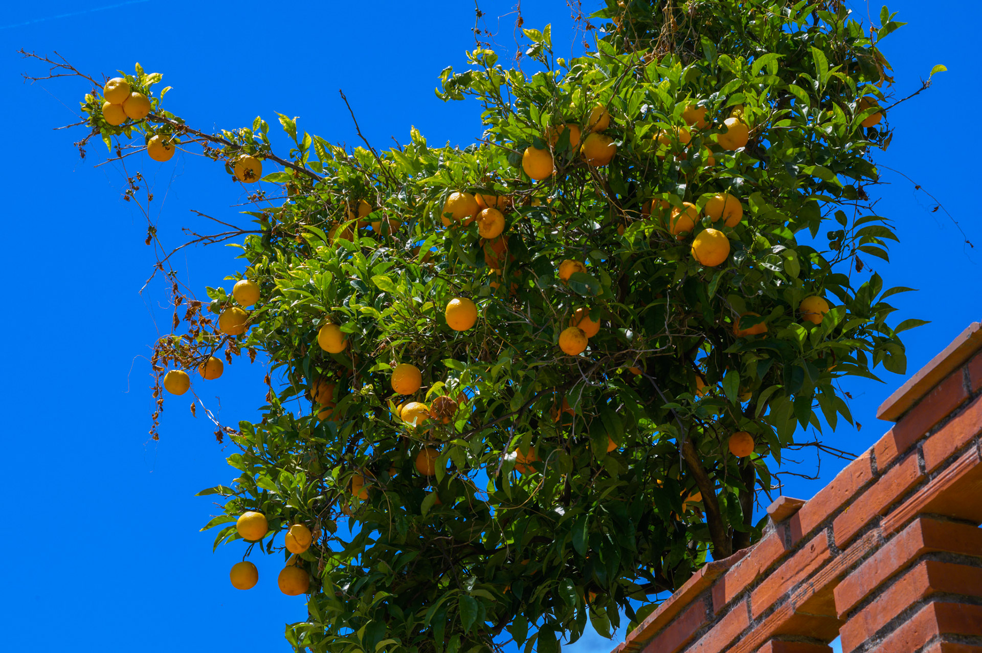 Oranges in Gaucín