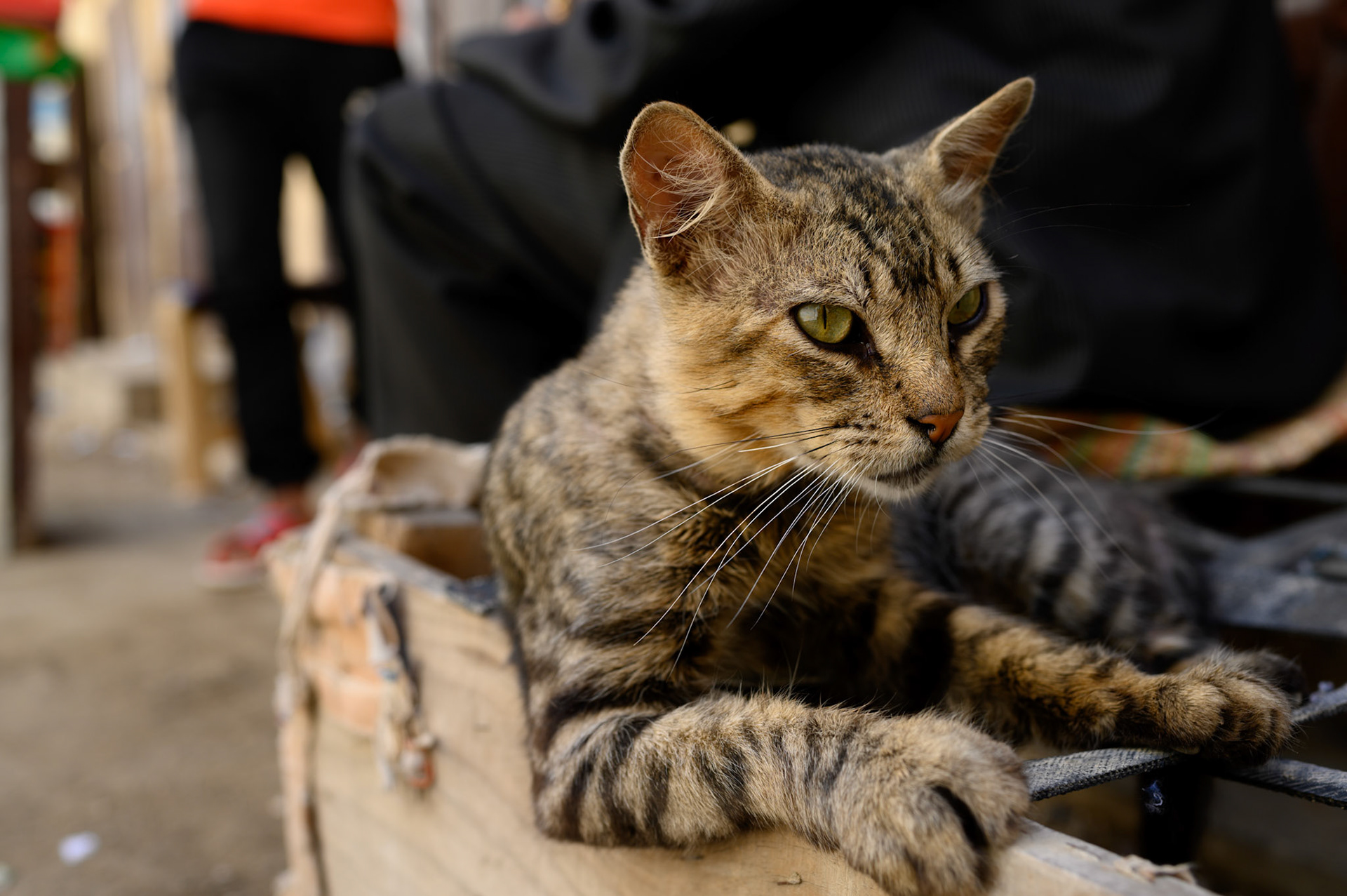 Having found a comfortable spot on the webbing of an old seat, this cat can concentrate on washing.