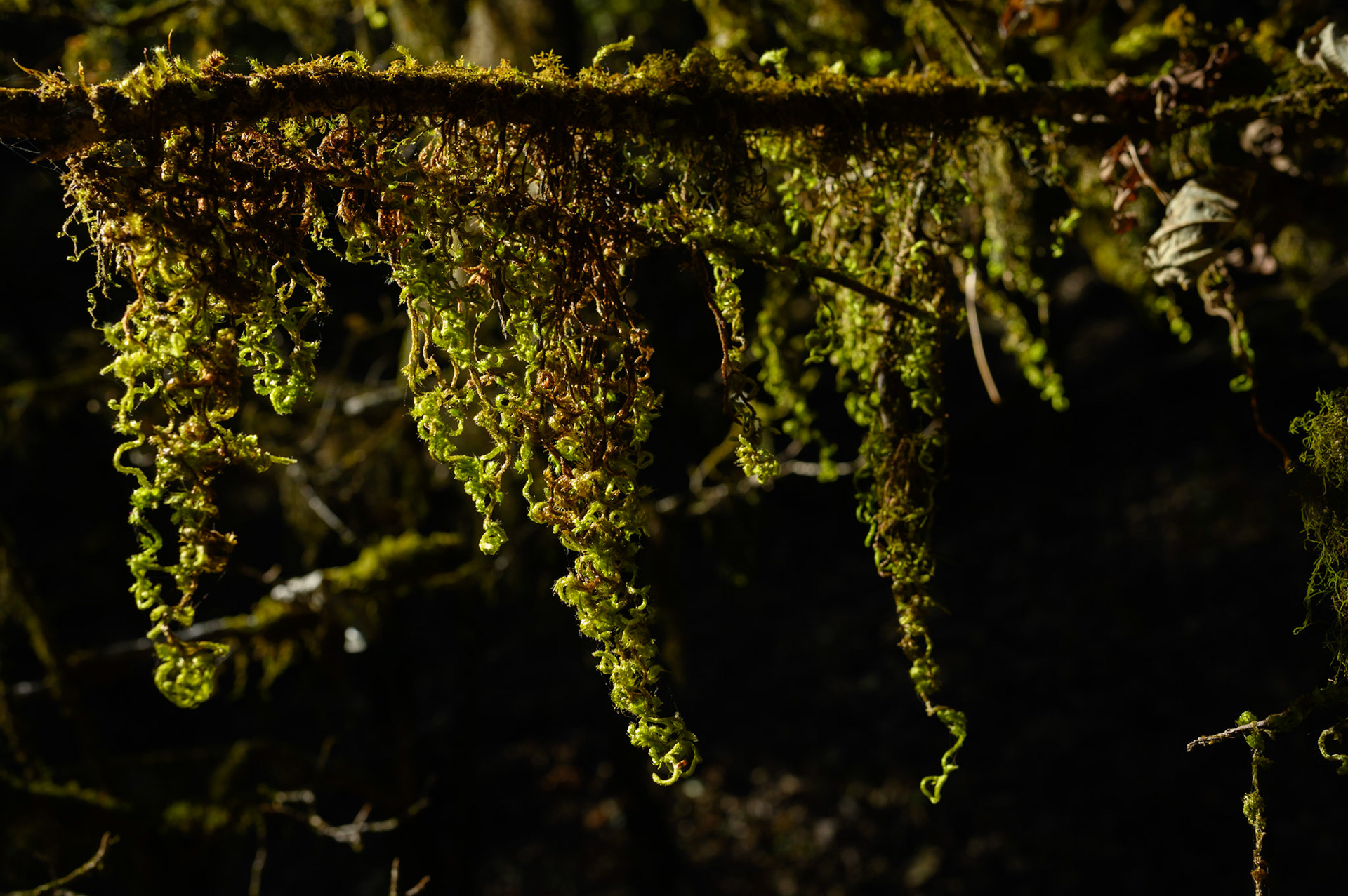 More beautiful lichen forest.