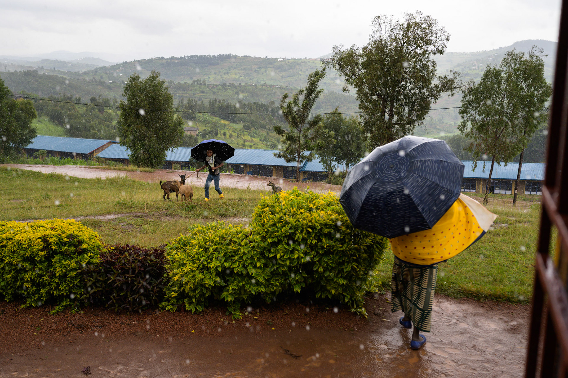 The goats to be transferred are broght out the heavy rain into shelter.The location is ADEPR ZIVU,The location is ADEPR ZIVU, Musha Sector, Kigarama Cell in Gisagara District.