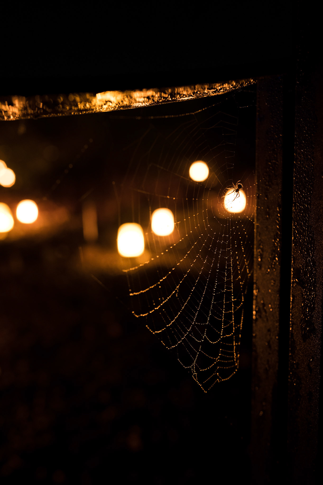 Edinburgh Botanical Gardens Lights