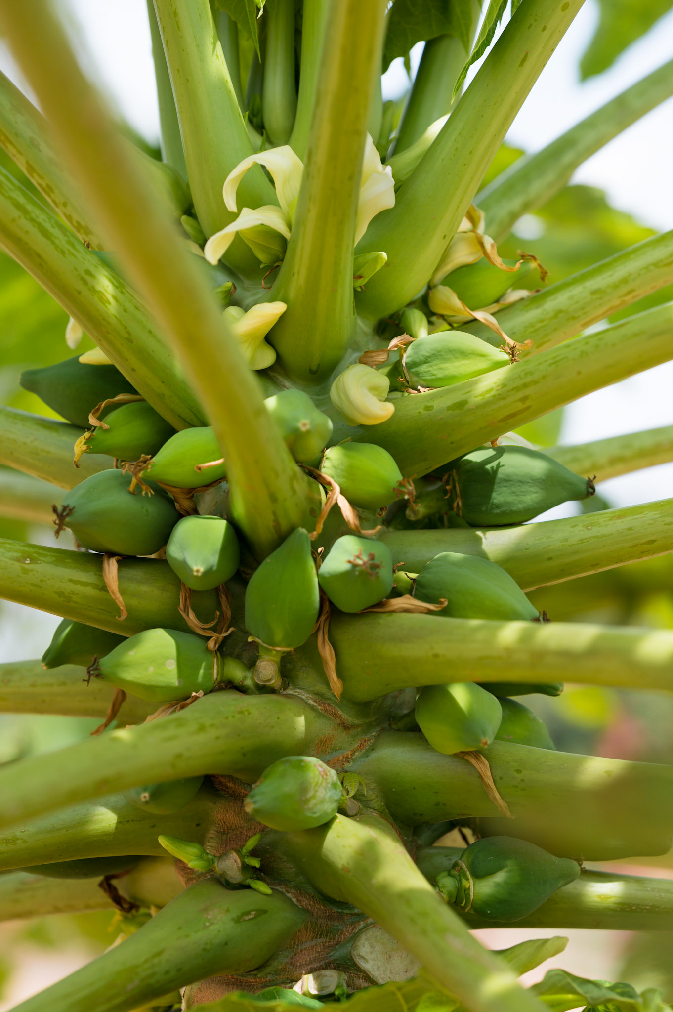 A papaya tree on the school grounds.