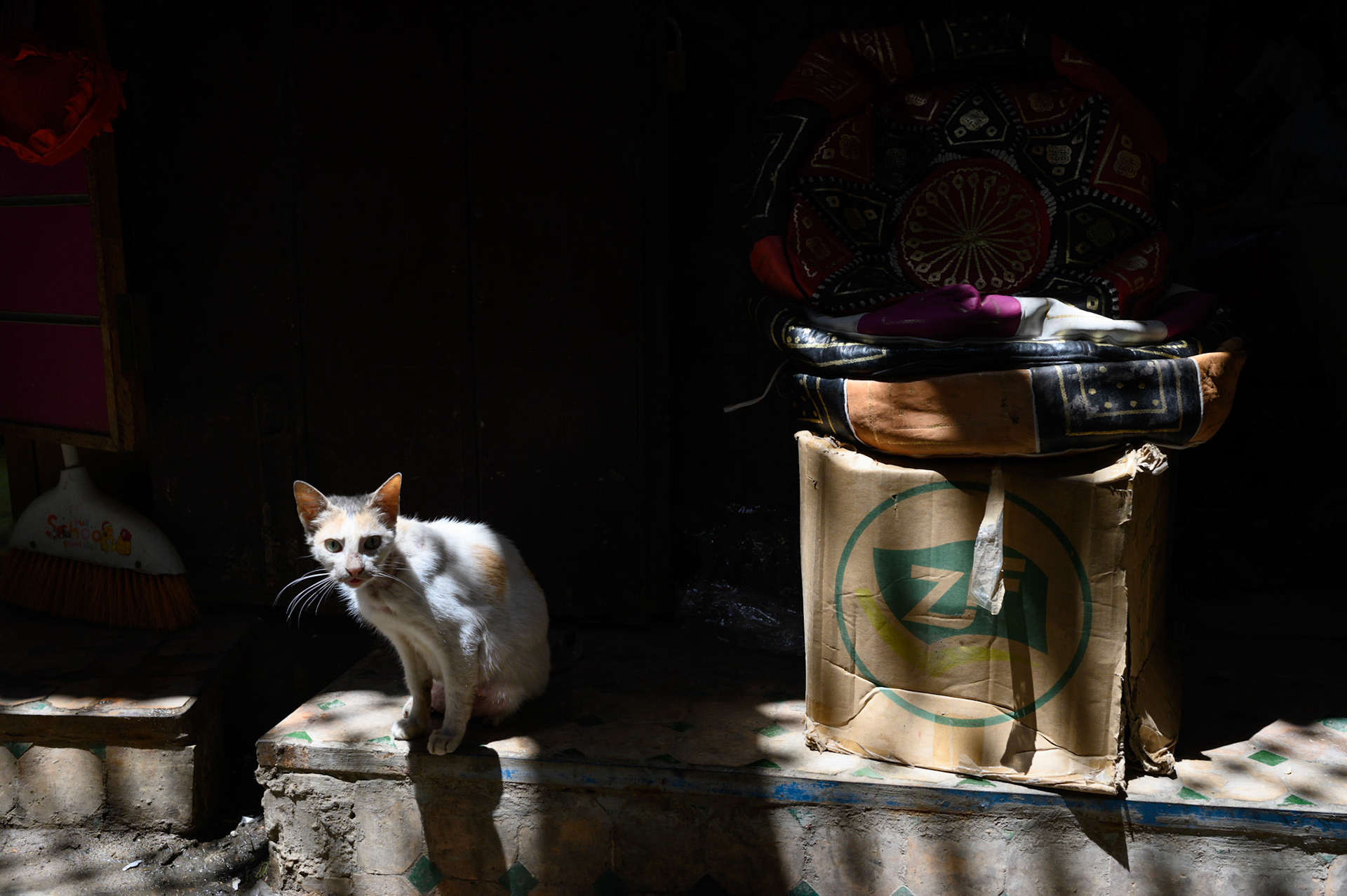 Peering into the shadows contemplating its next move.