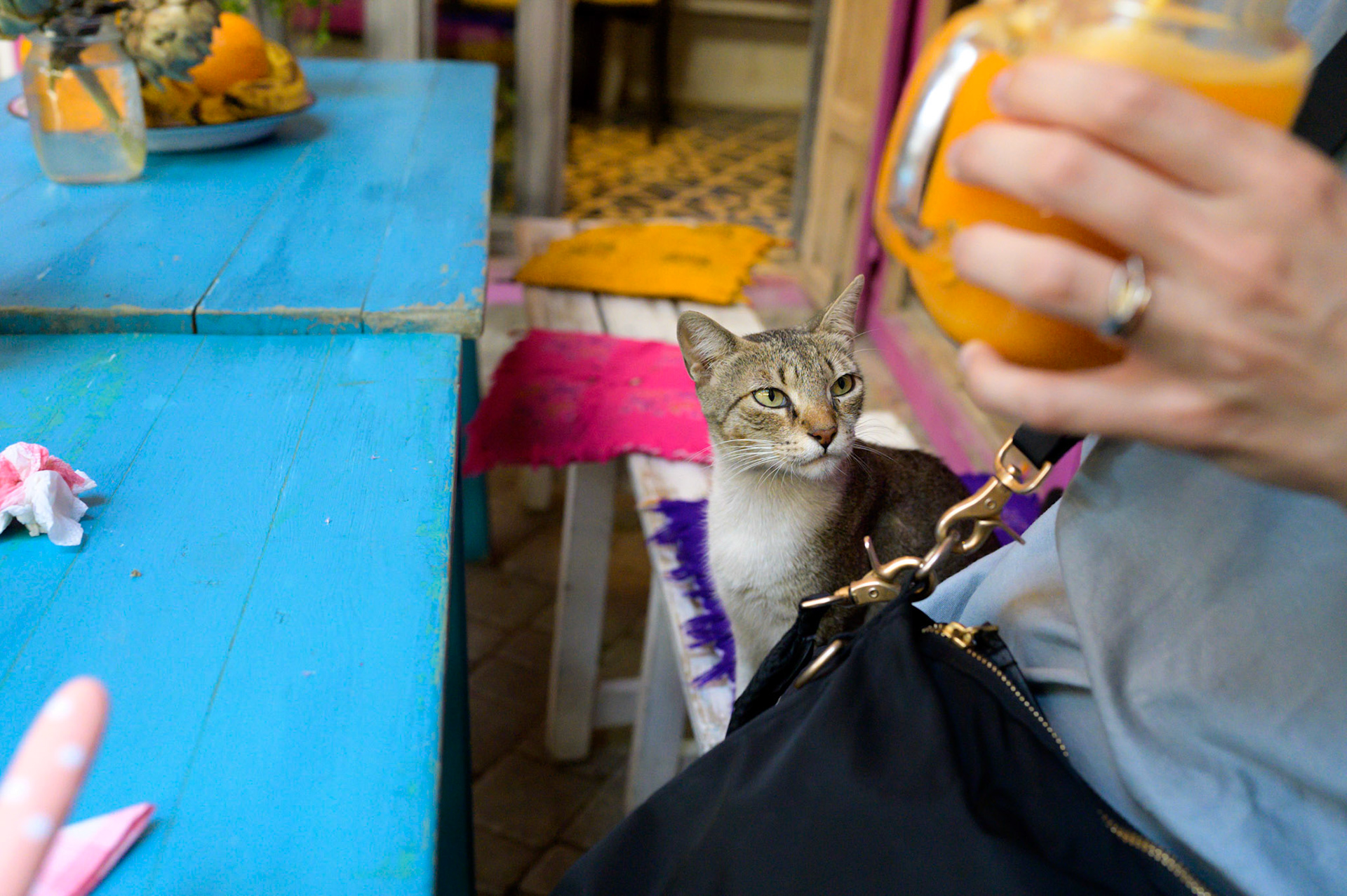 You are planning on giving me something, aren't you? No? Hmmm...
This resident at Nachō Mama Burrito House was unimpressed that not even orange juice was shared.
She did later get morsels of cheese for her troubles. And pats.