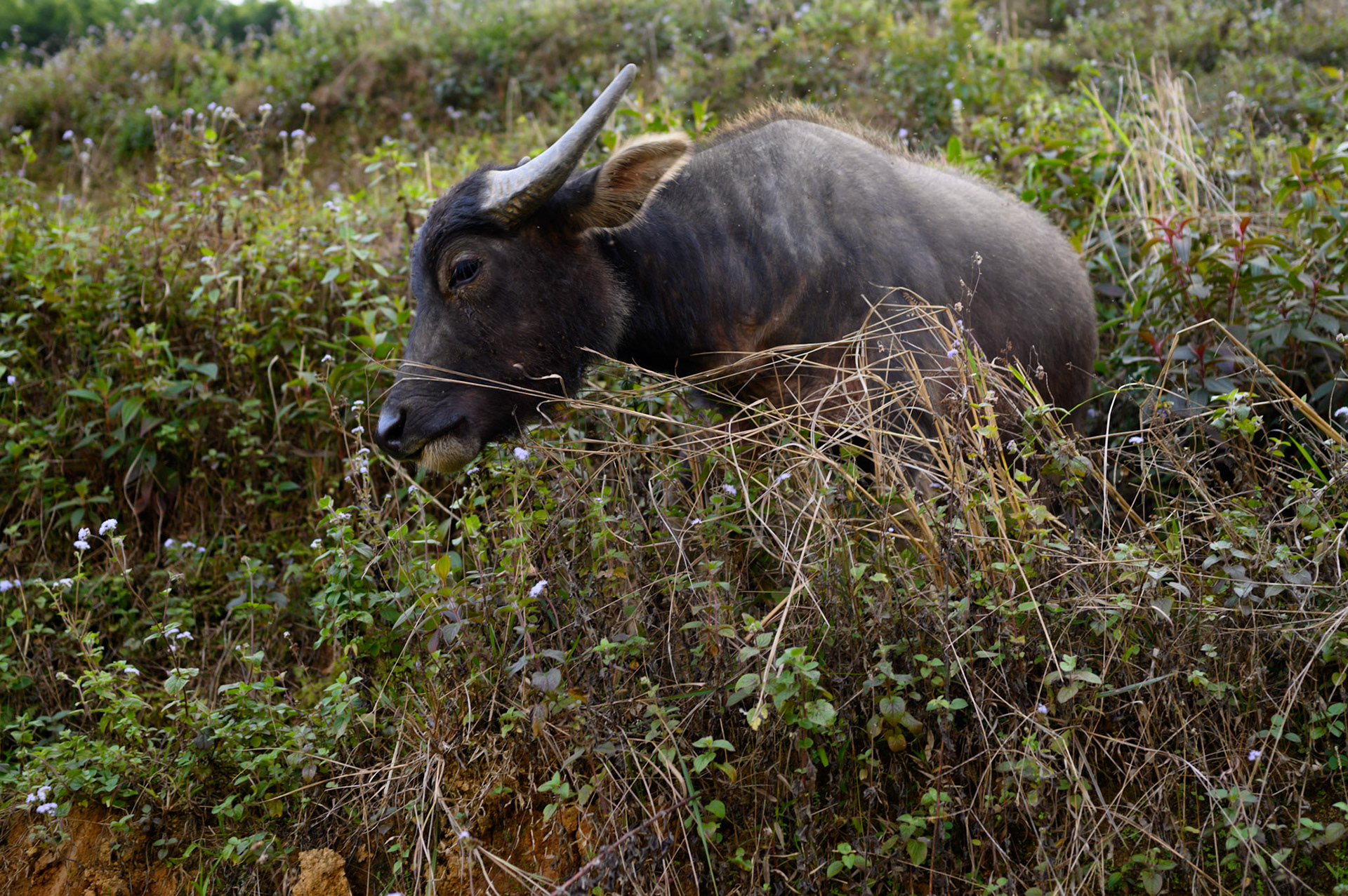 Buffalo are free to roam and graze the fallow paddies in Ta Van, going home at at night.