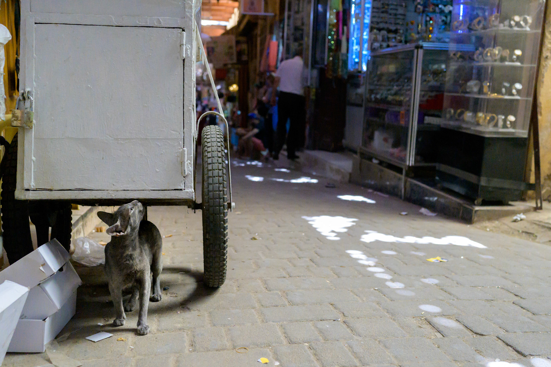 It can pay to hang around underneath things, out of the way, and if the things have interestign scents even better.