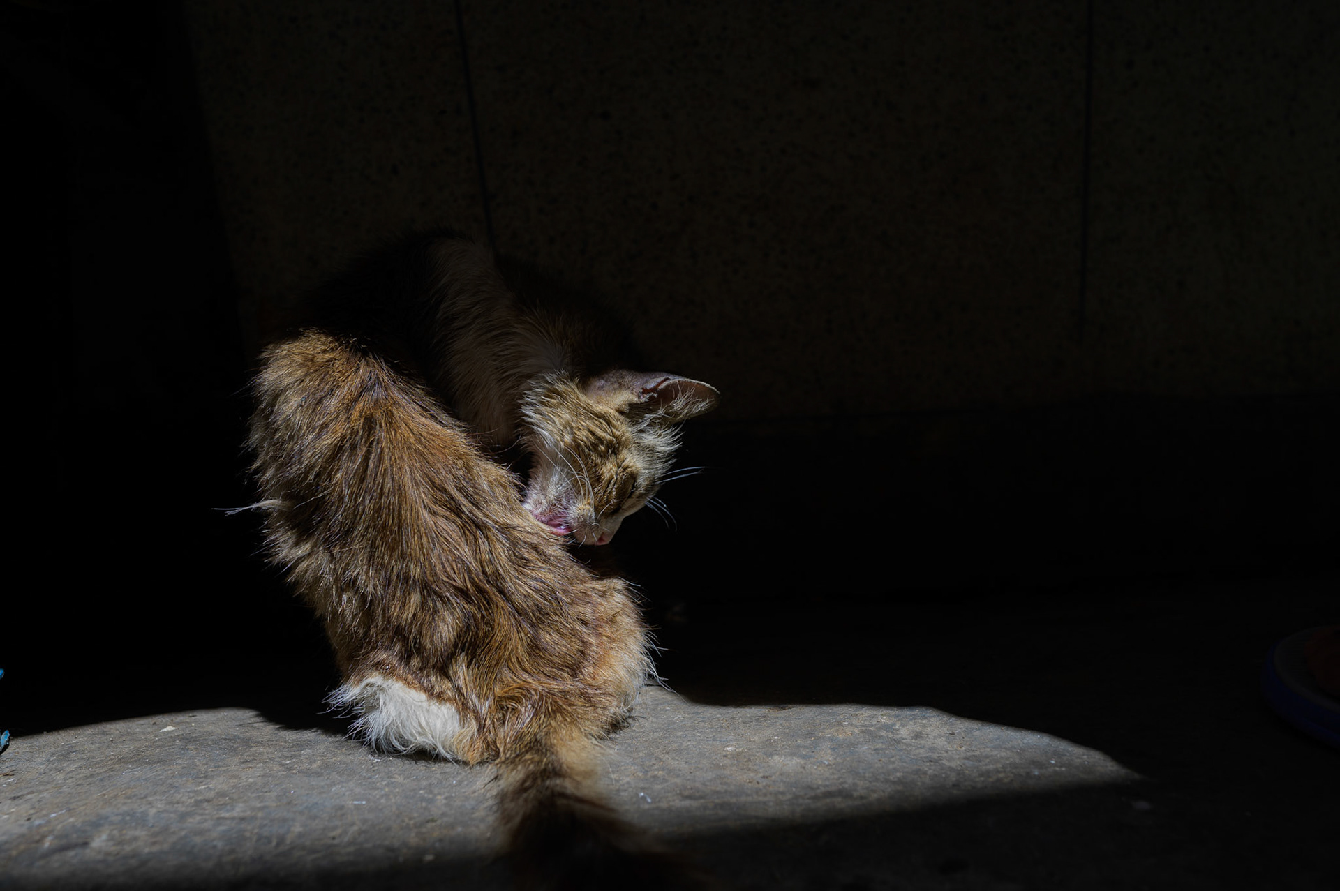 Waking from a nap in the warm morning, it's time for a wash.