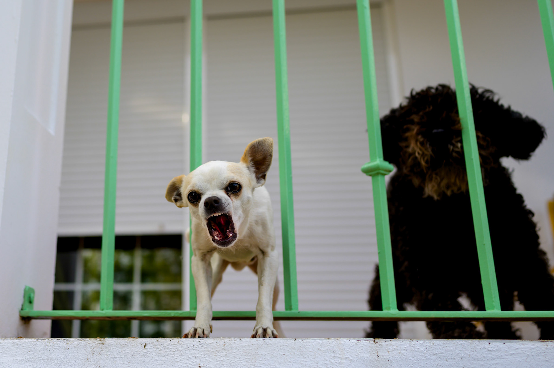 Our next door neighbour. We walked past this balcony most days.
Alone, the little white dog was just aggressive. With his fluffy black friend bounding around behind him he channeled pure hatred of anything moving in front of his balcony.