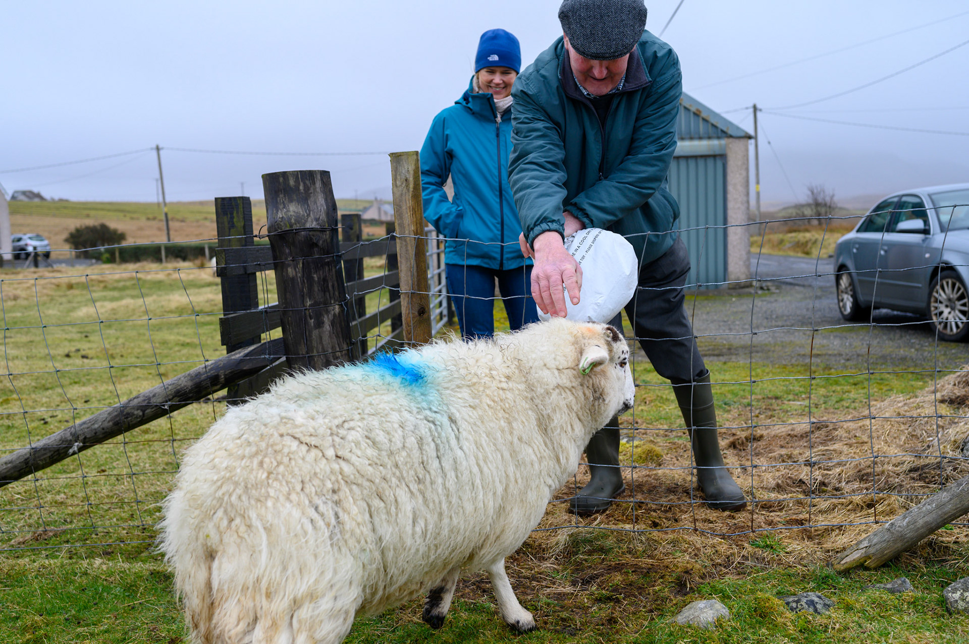 Robert Morrison feeds his flock of ewes. Robert keeps the ewes for their wool(?), lambs, and meat. The long blue mark across their back is Robert's mark; necessary as flocks can get mixed, especially if the ewe's go into common grazing.
The ewe's with a green mark on their thigh are, as Ribert puts it "for the freezer, the others are for the ram."
This flock provides some income for Robert. He has worked with sheep all his life,telling us how, as a teenager, he would go with the dogs to round up sheep from the common moors, lifting them bodily into the sorting pens. I looked at the size of these sheep, and mentioned that he must have been a strong young lad. "Oh no! The sheep were smaller then. I couldn't have lifted these all day."
These are merino sheep, a larger breed than the traditional Lewis sheep. Nonetheless, at 80 Robert is still a strong man with no problem getting over the fence to feed his flock.