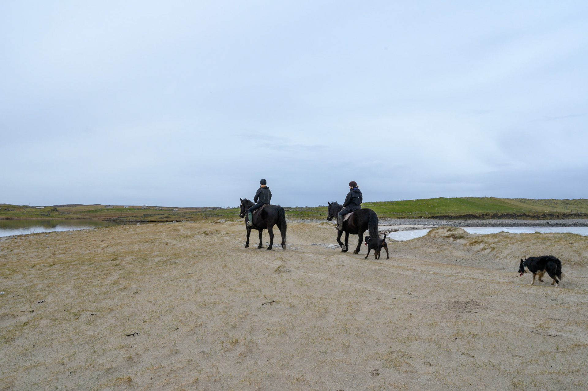 Horses on the North Shawbst beach.