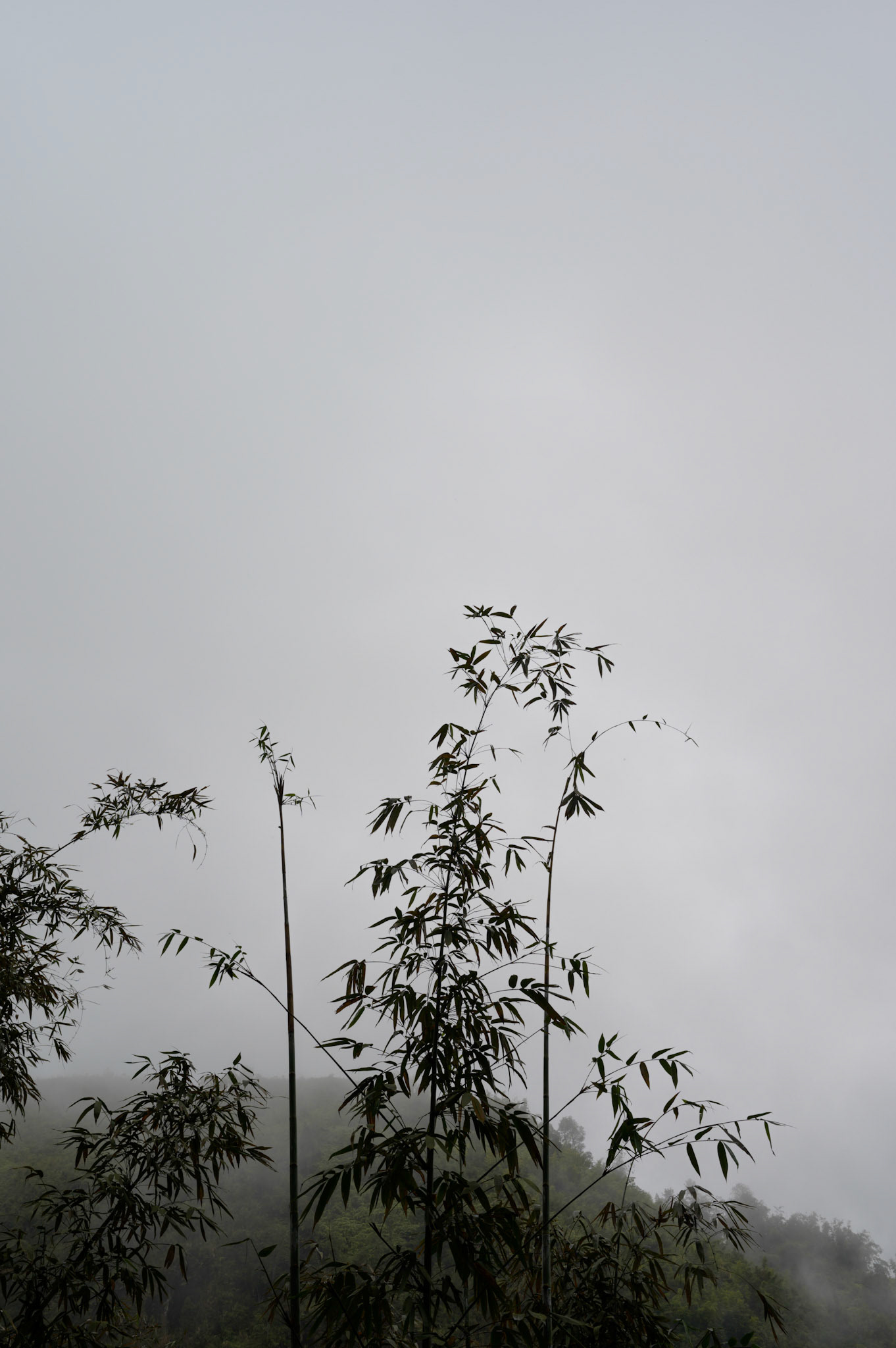 Beautiful bamboo forests