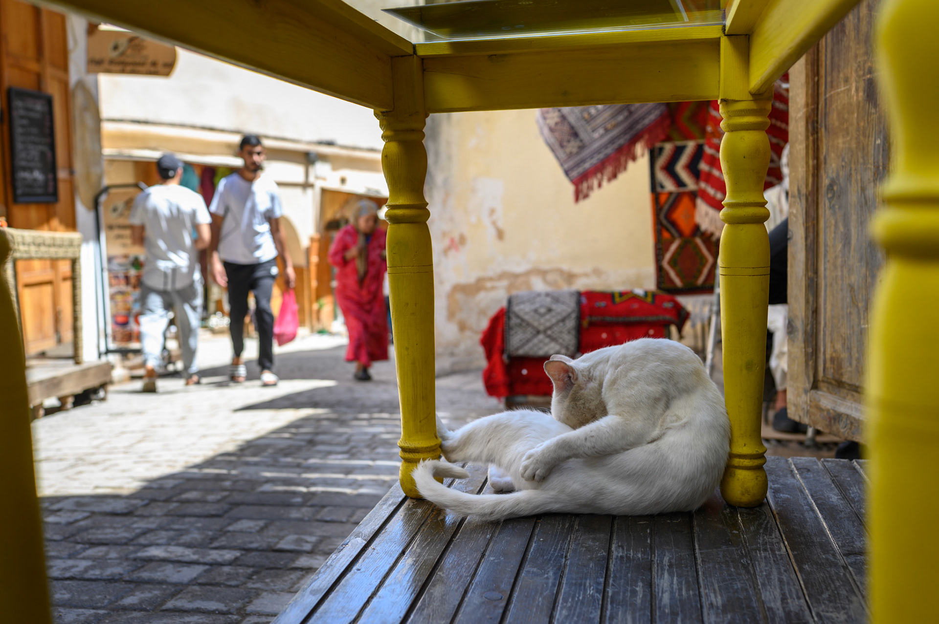 Time for a serious wash for this cat. White fur in the medina is hard to keep clean.