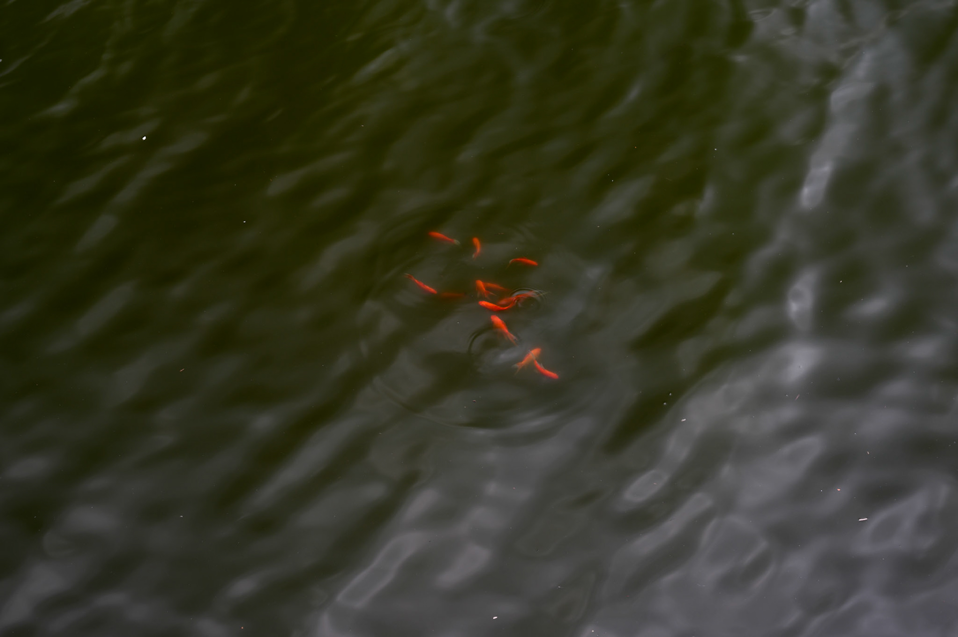 West Lake objects. The hosts of goldfish might be new acqaintances, being released into the lake just prior to Tet as a sacrifice to the kitchen god Ông Táo to carry him to the Jade Emporer where he gives a report on the family.