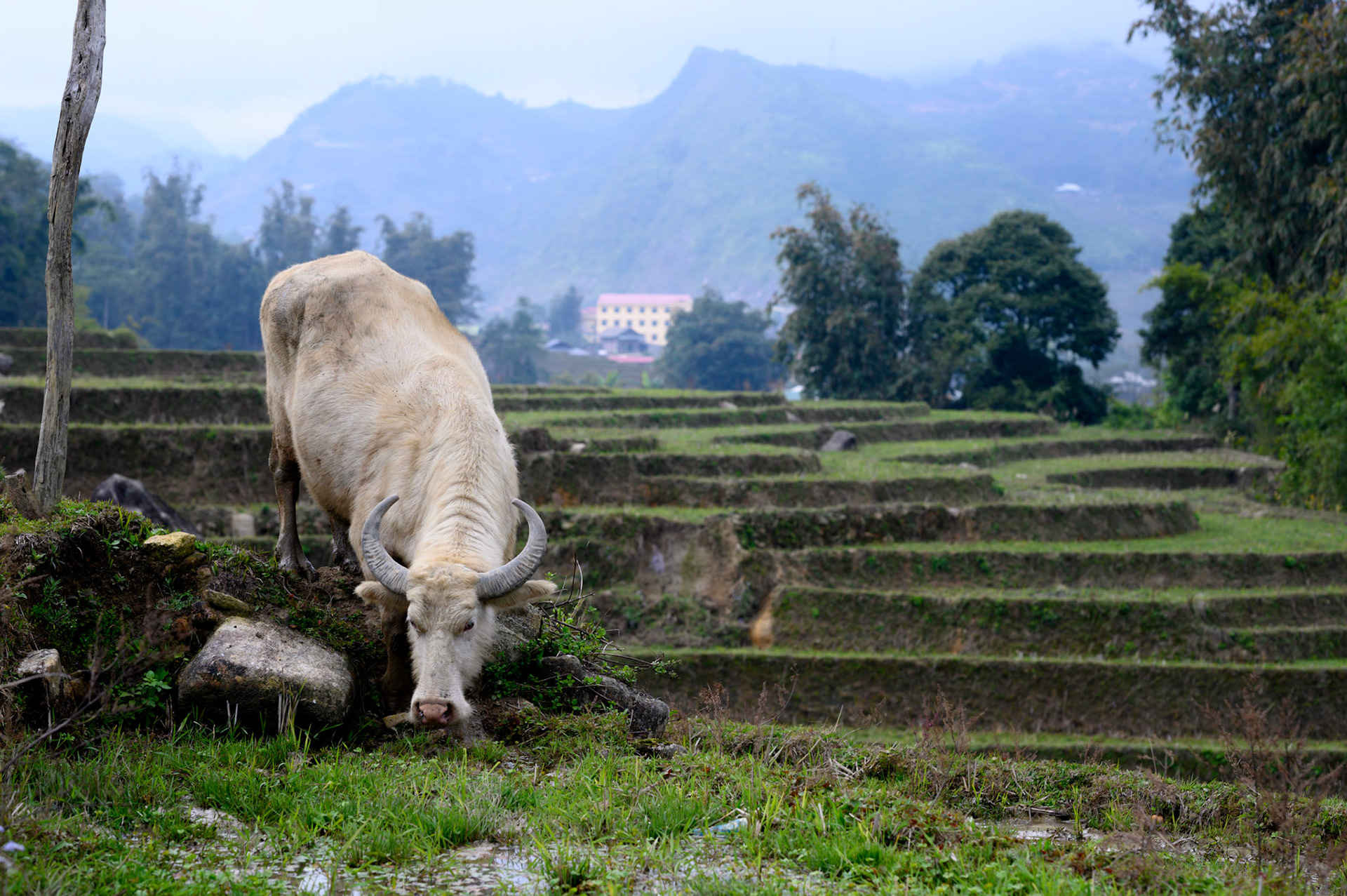 Buffalo are free to roam and graze the fallow paddies in Ta Van, going home at at night.