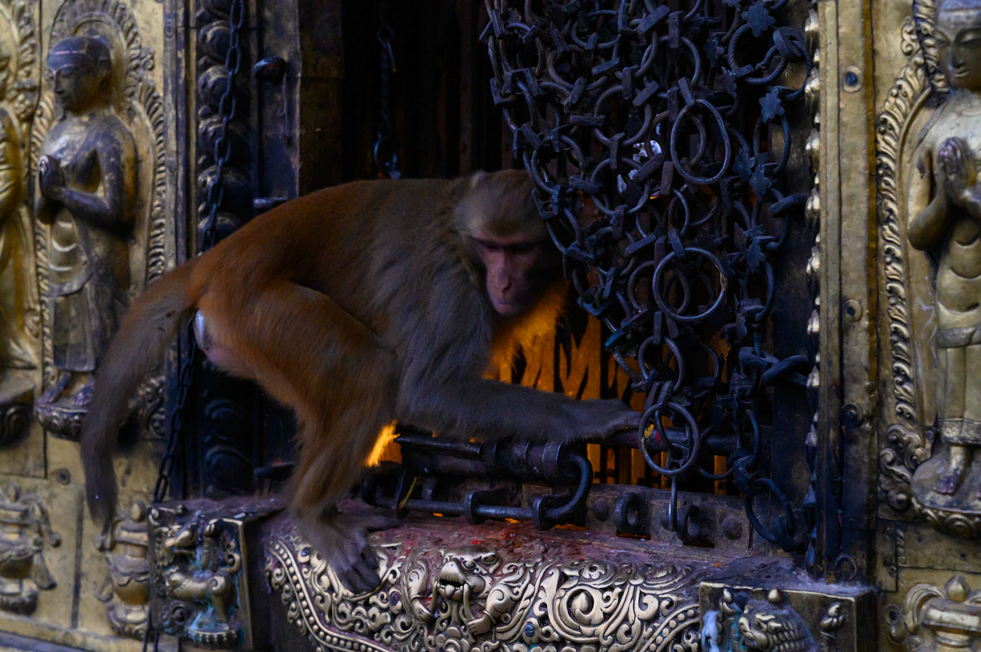 Monkeys heading off to work