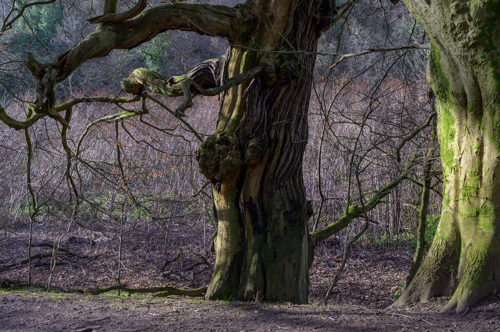 Mossy old trunks along the river Clyde.