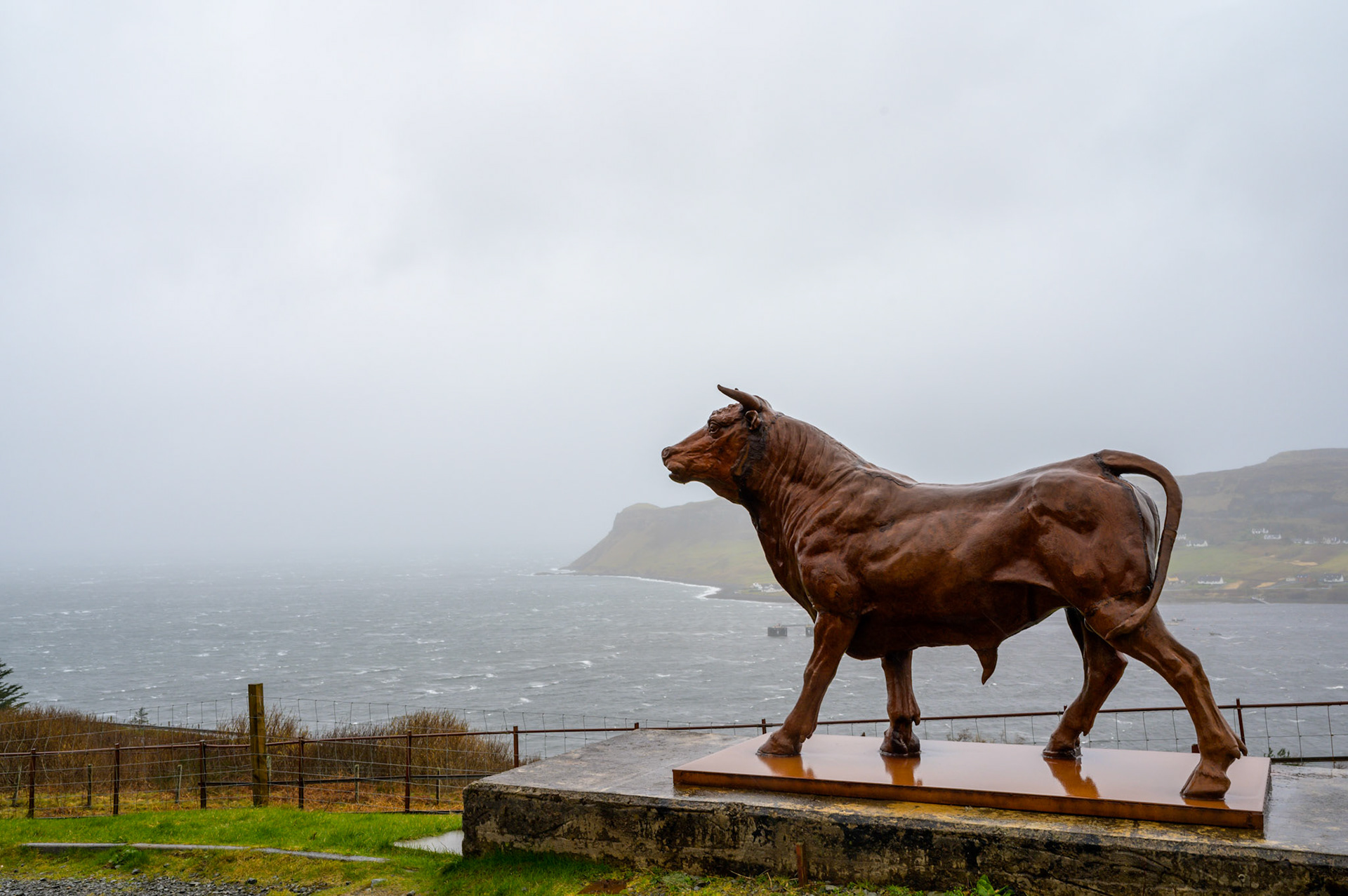 The bull at the Cowshed. A bull, not a cow.