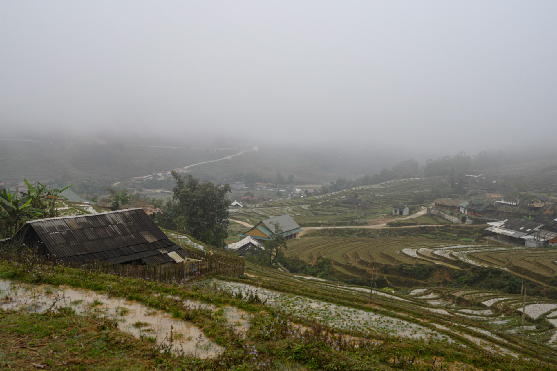Rice paddies in the mist