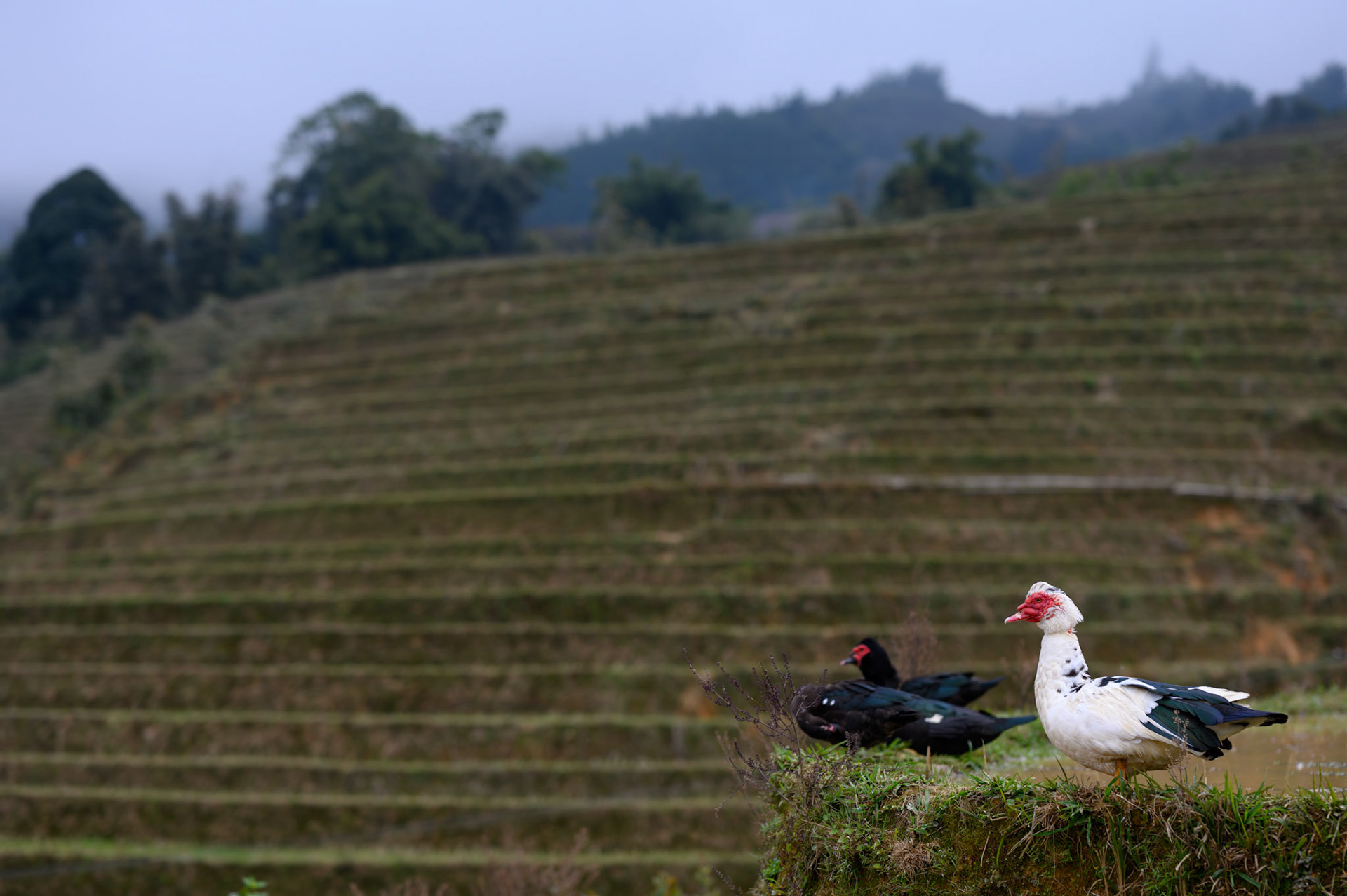 Rice paddies, with ducks