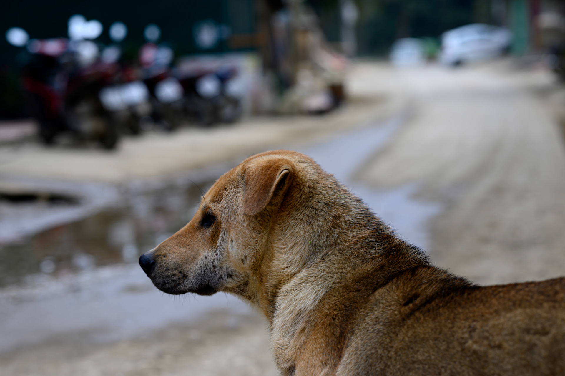 The dogs at our morning coffee stop.
This dog was a big brother to the puppies, keeping them out of too much trouble, keeping an eye on them.