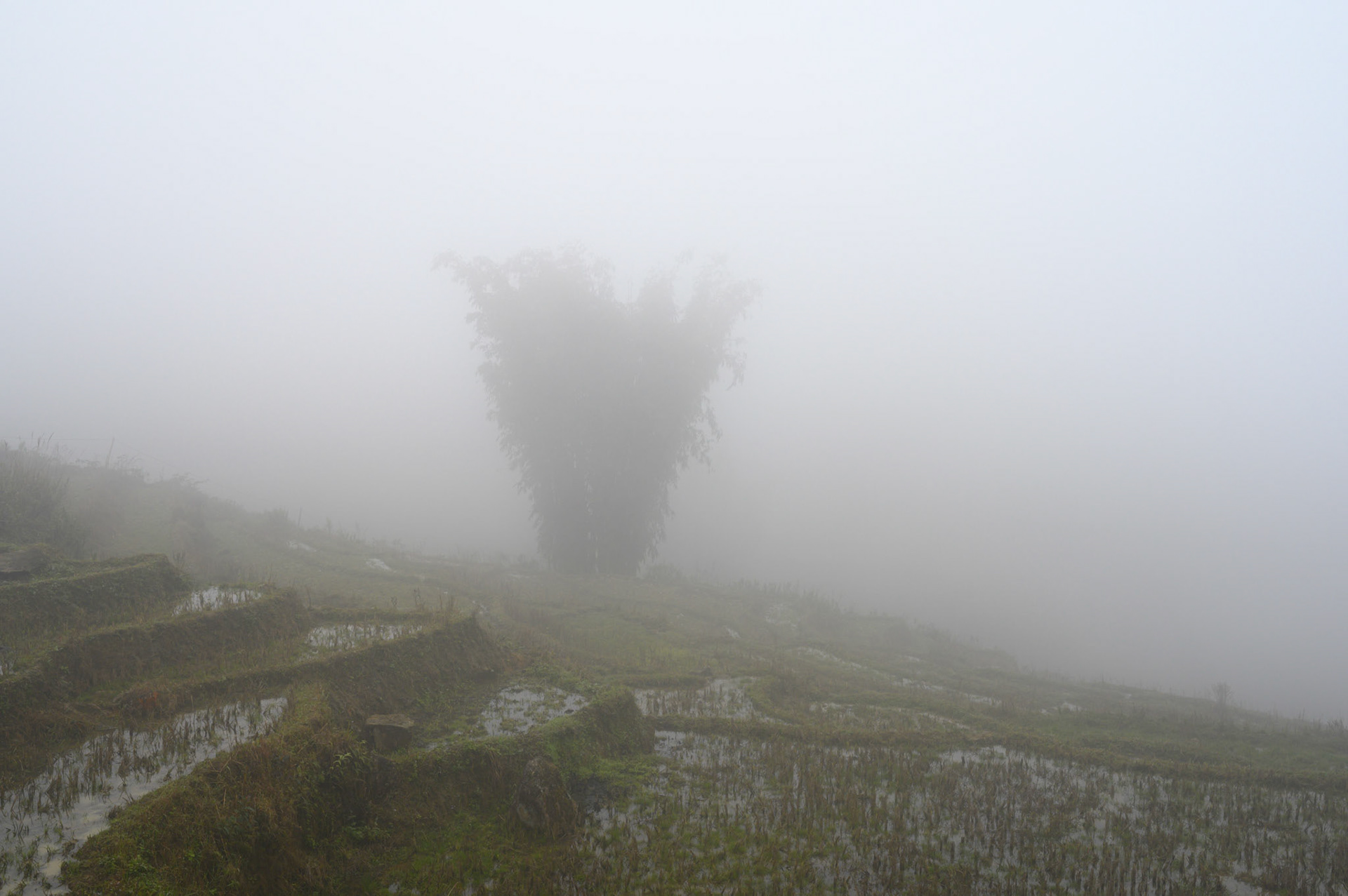 Beautiful bamboo forests