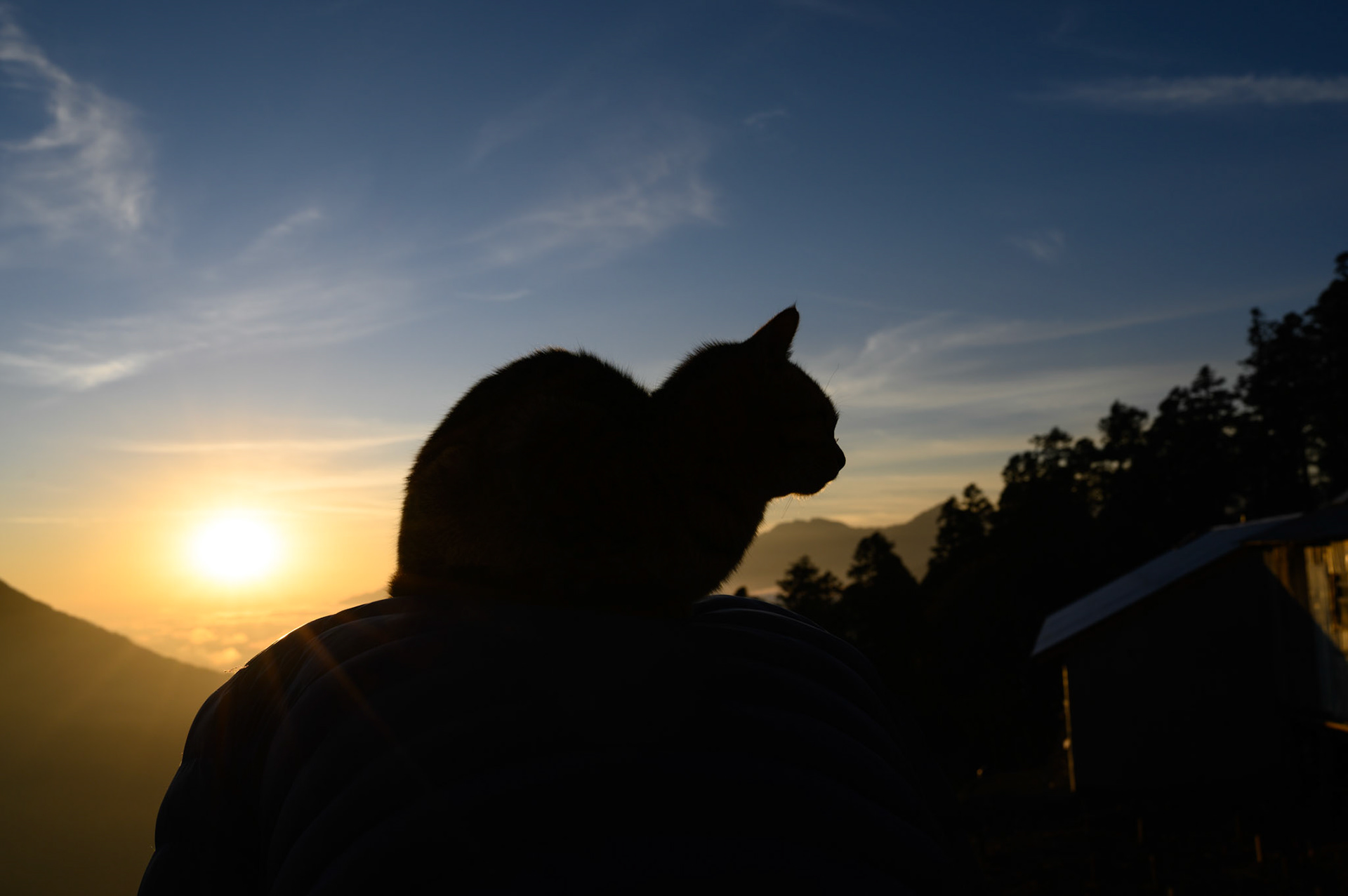 The tea house cat stands sits on Sujan's back in the sunset