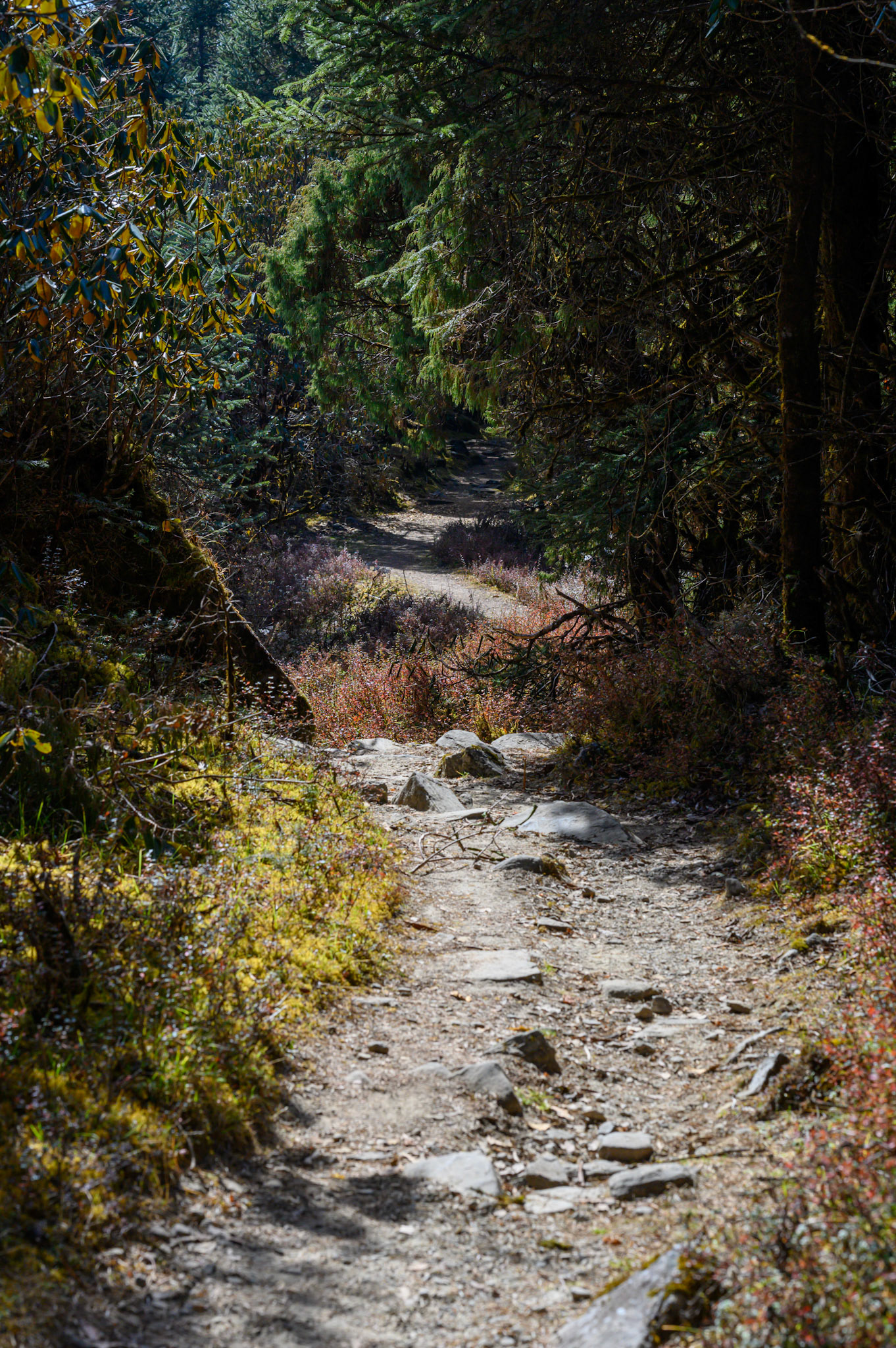 Down below the tree line again to Magingoth
