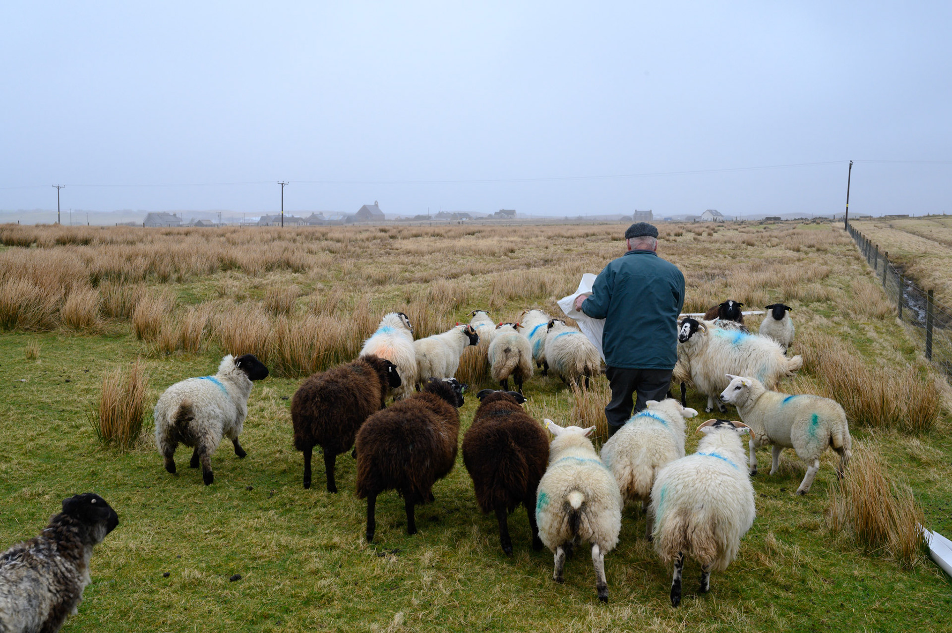 Robert Morrison feeds his flock of ewes. Robert keeps the ewes for their wool(?), lambs, and meat. The long blue mark across their back is Robert's mark; necessary as flocks can get mixed, especially if the ewe's go into common grazing.
The ewe's with a green mark on their thigh are, as Ribert puts it "for the freezer, the others are for the ram."
This flock provides some income for Robert. He has worked with sheep all his life,telling us how, as a teenager, he would go with the dogs to round up sheep from the common moors, lifting them bodily into the sorting pens. I looked at the size of these sheep, and mentioned that he must have been a strong young lad. "Oh no! The sheep were smaller then. I couldn't have lifted these all day."
These are merino sheep, a larger breed than the traditional Lewis sheep. Nonetheless, at 80 Robert is still a strong man with no problem getting over the fence to feed his flock.