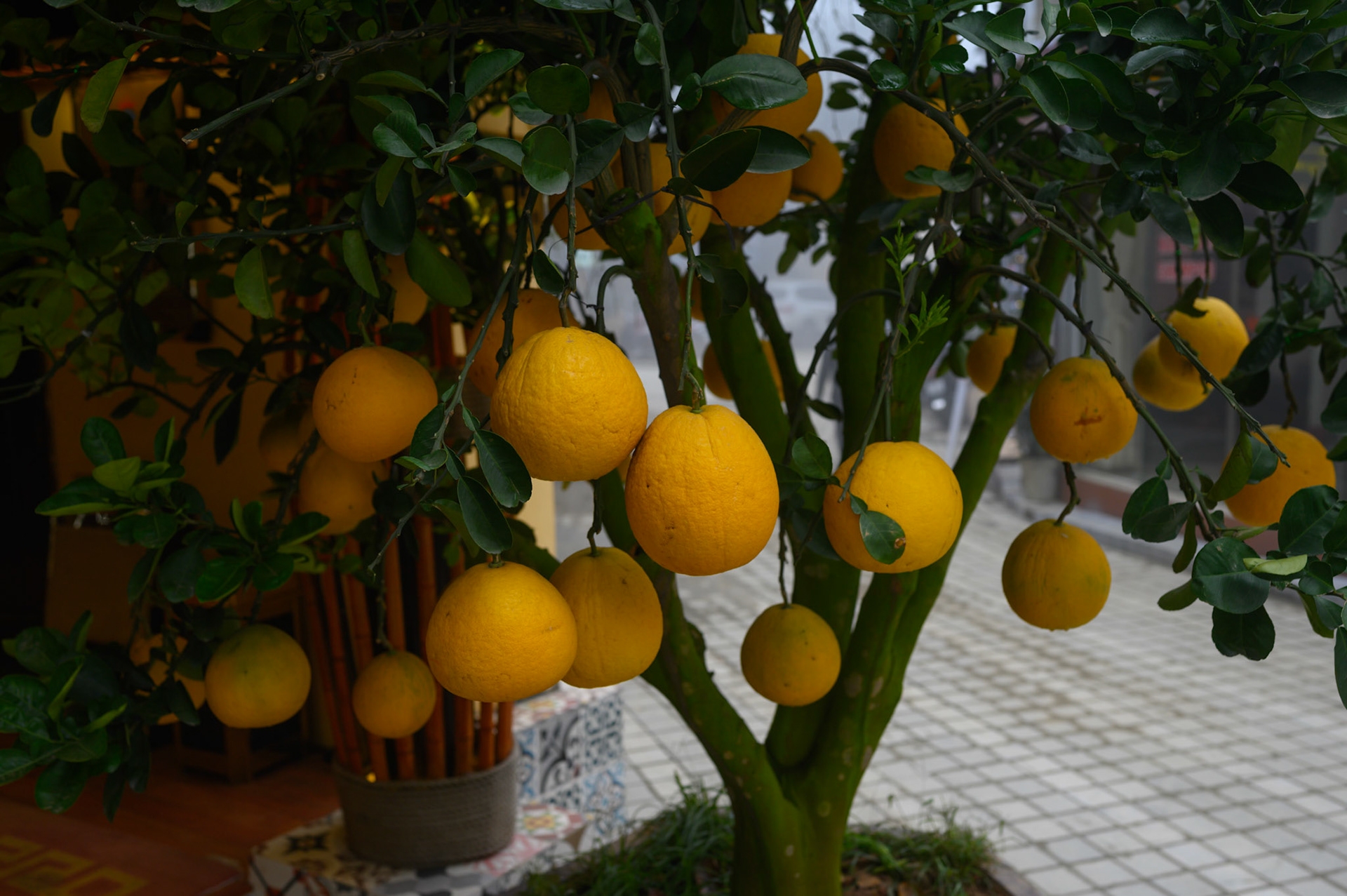 Ornamental (?) orange tree
