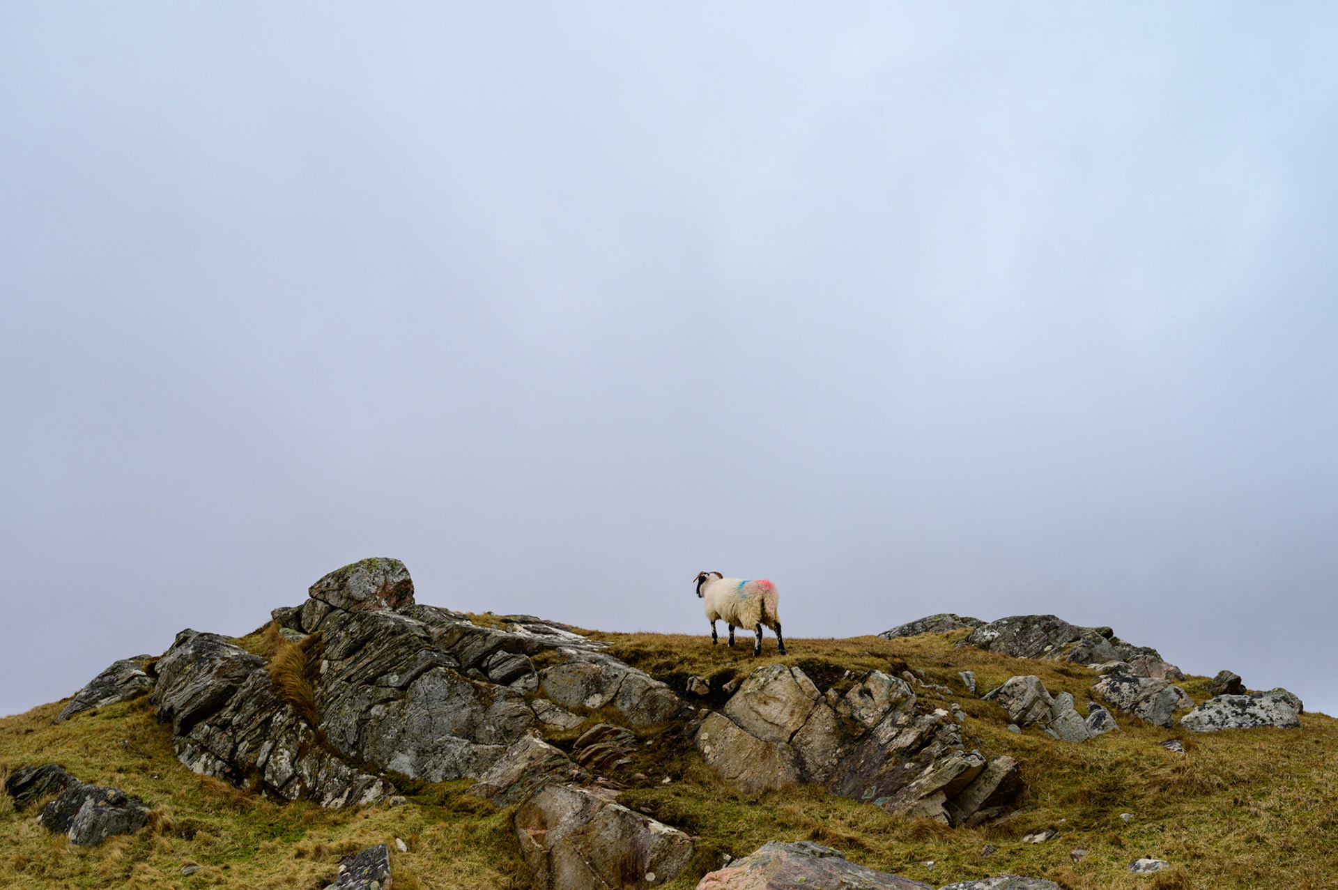 Only sheep wondering the hills on this cold day at Dalbeg.