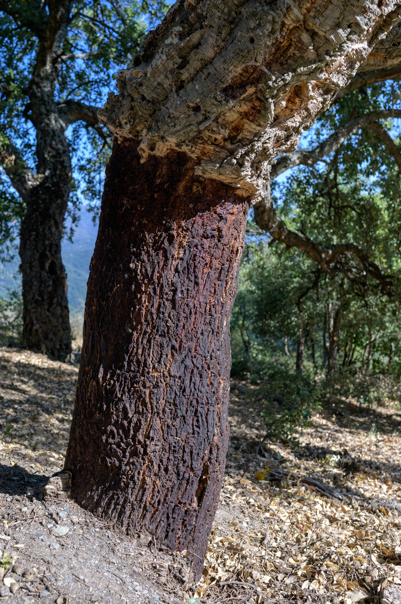 A harvested cork tree. Cork oaks are harvested once every nine years.