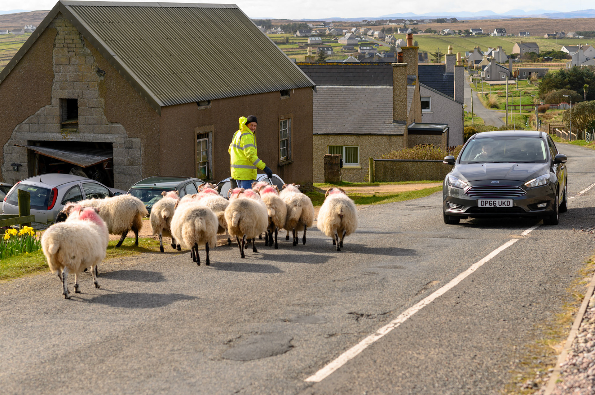 Sheep moving along the road near Alison's cottage in Upper Bayble.