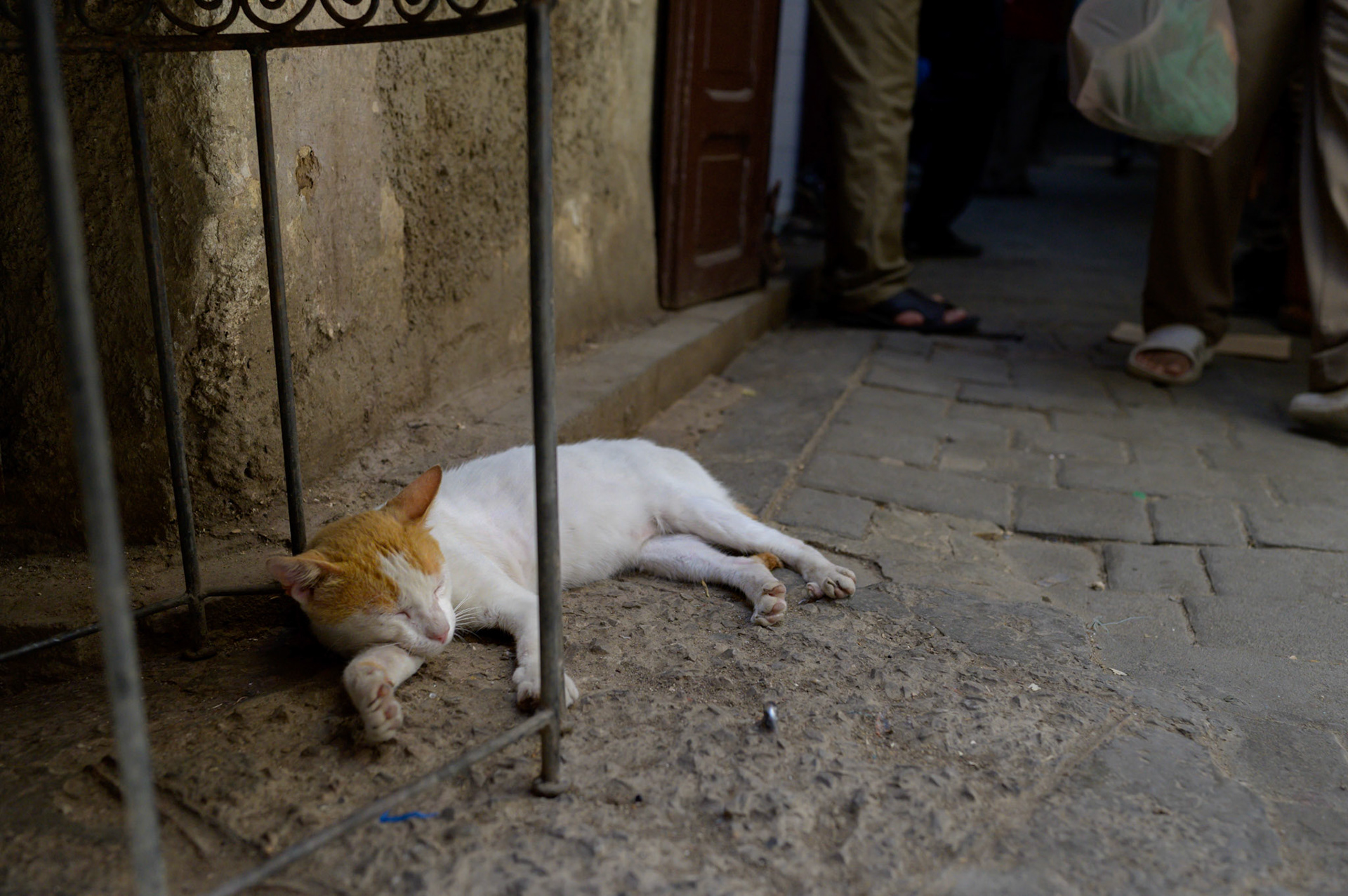 A safe spot to sleep the heat of the day away.
