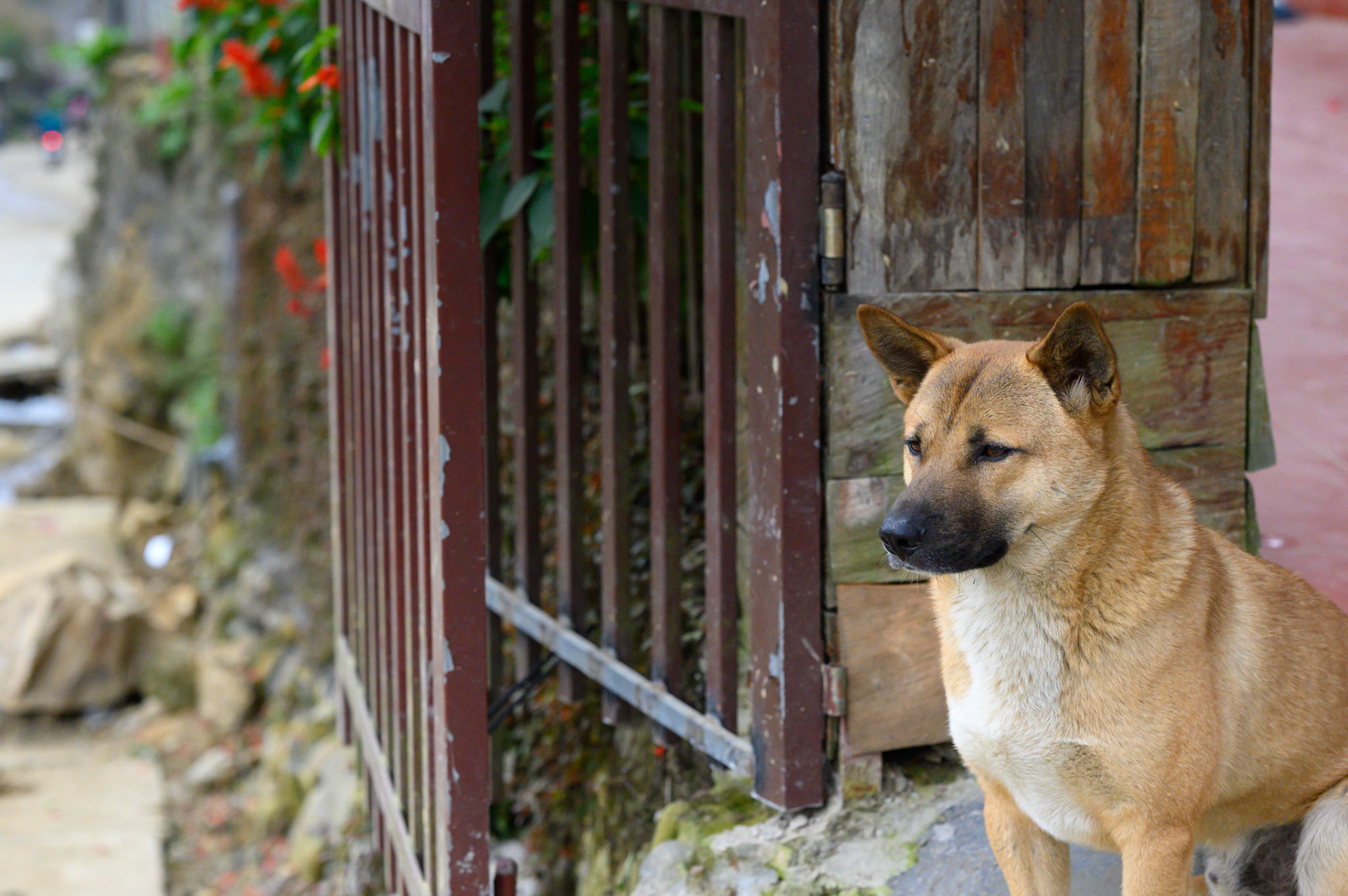 The dogs at our morning coffee stop.
This dog was a big brother to the puppies, keeping them out of too much trouble, keeping an eye on them.