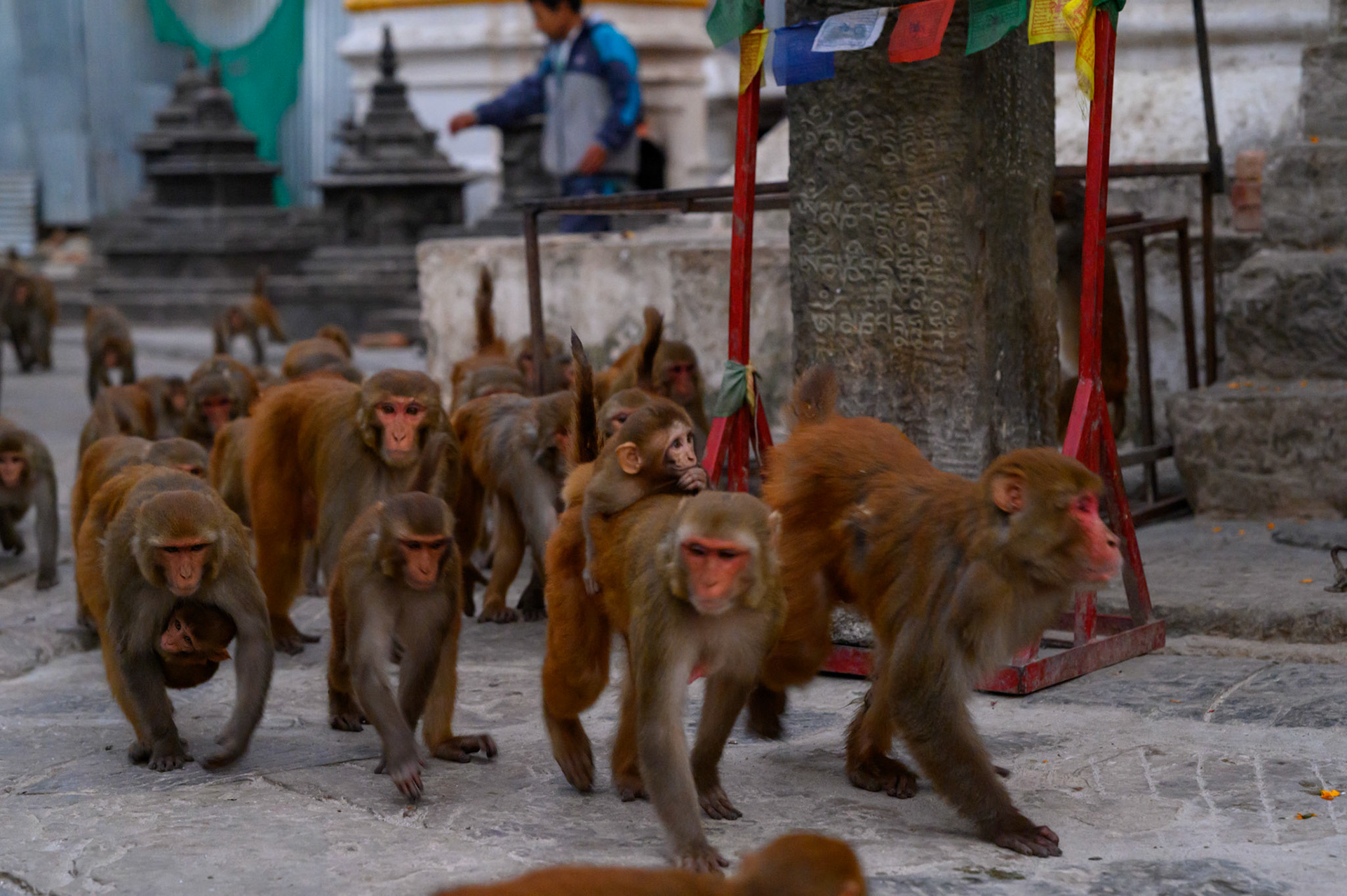 Monkeys heading off to work